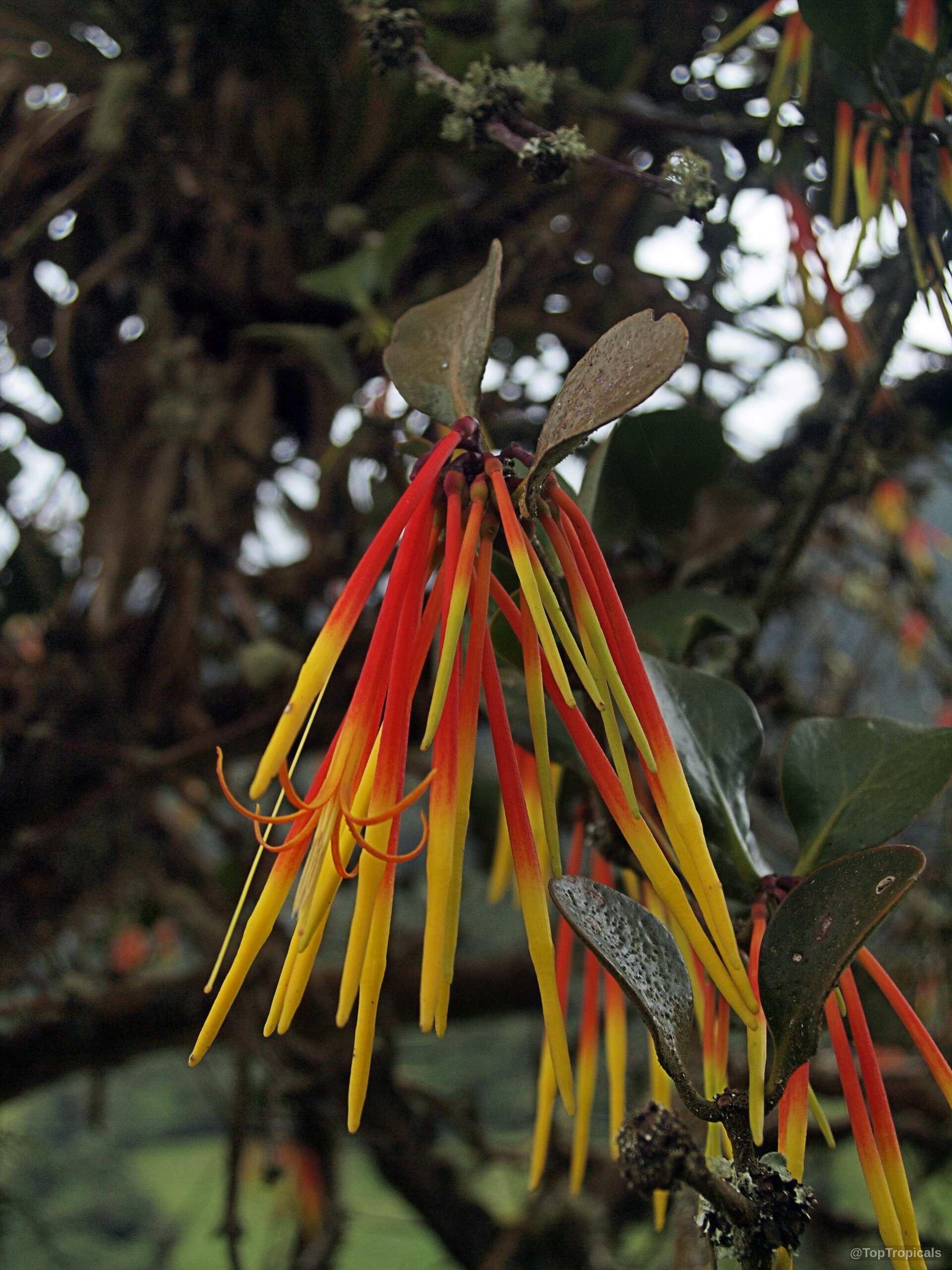 Aetanthus nodosus (Aetanthus) with long red and yellow tubular flower clusters hanging from branches. Aetanthus nodosus (Aetanthus) red and yellow flower cluster close up