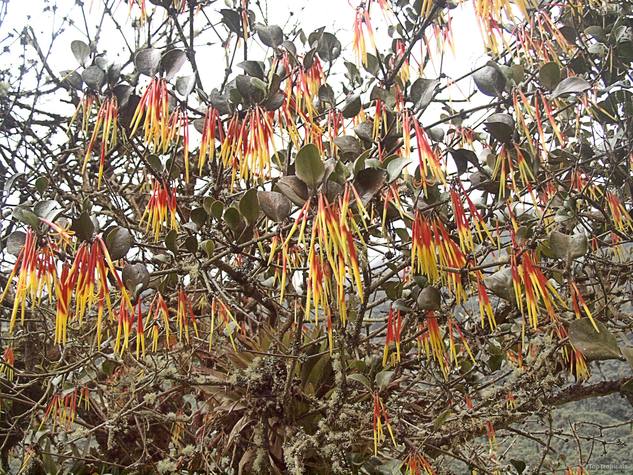 Aetanthus nodosus (Aetanthus) with numerous pendulous red and yellow flowers hanging from woody branch structures. Aetanthus nodosus (Aetanthus) with red and yellow flowers on a dense branch plant structure.