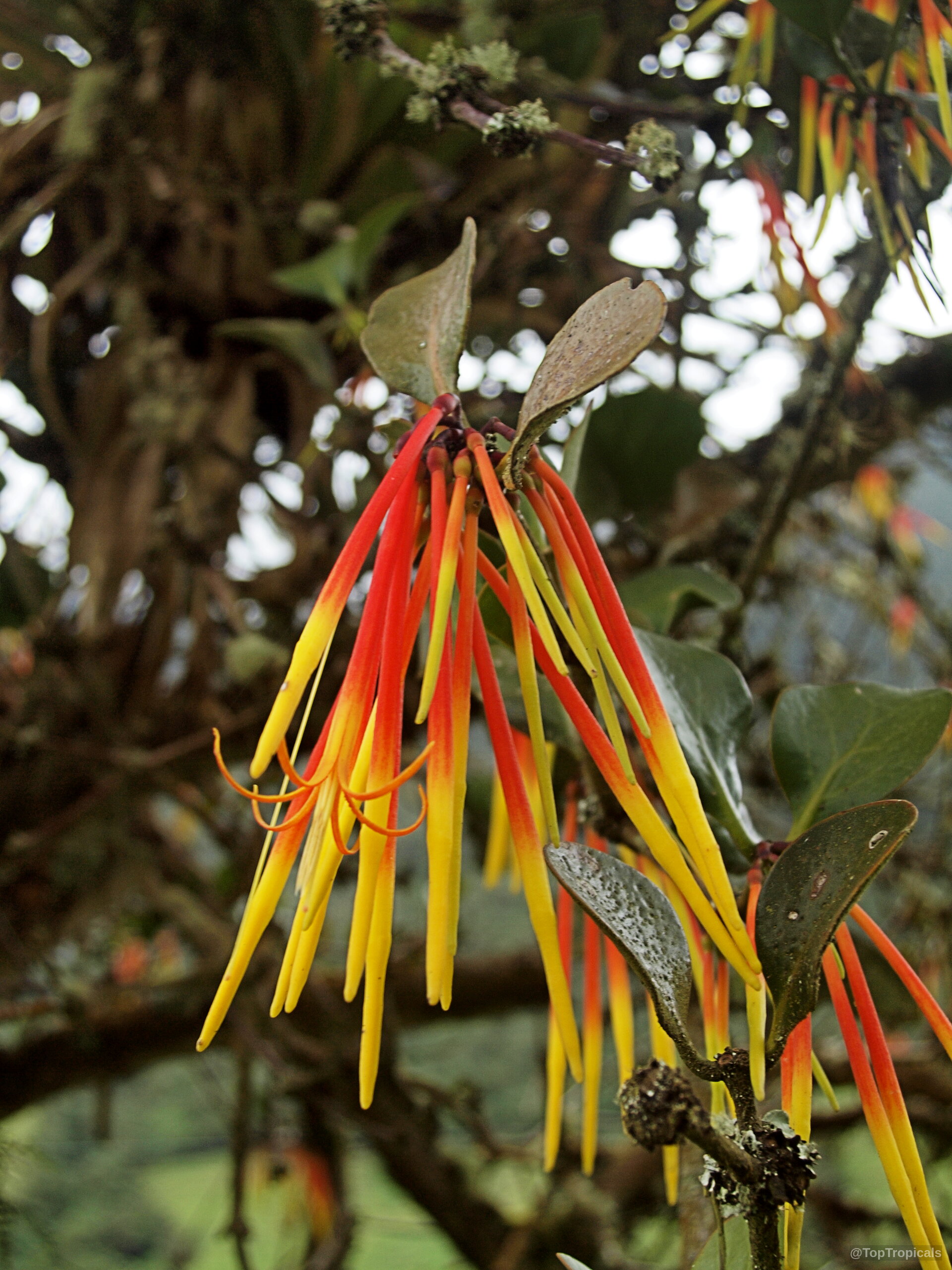 Aetanthus nodosus (Aetanthus) orange yellow tubular flower clusters hanging from stems Aetanthus nodosus (Aetanthus) red yellow long flower close up