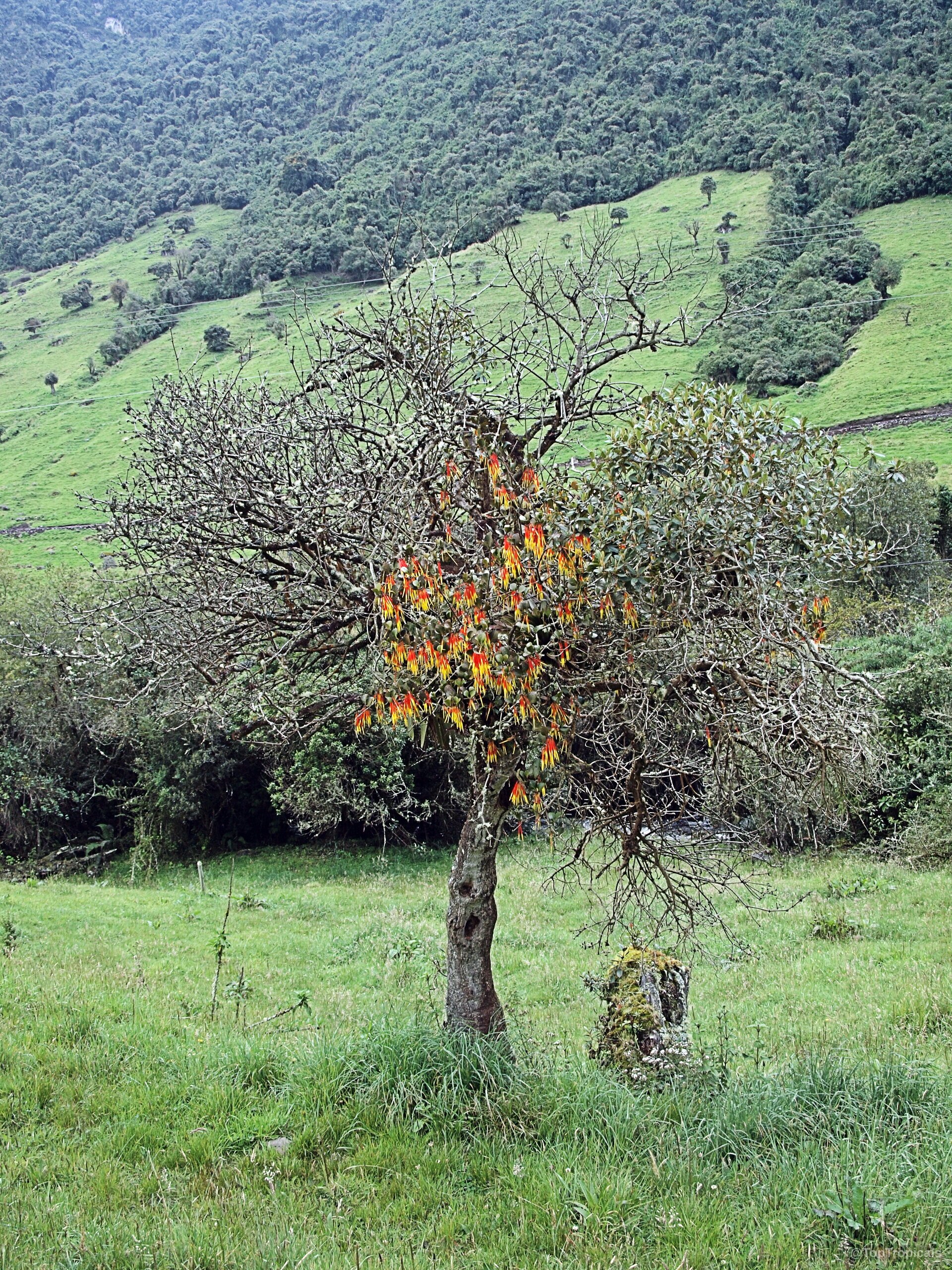 Aetanthus nodosus (Aetanthus) tree carrying vivid orange and yellow flowers on its bare branches Aetanthus nodosus (Aetanthus) tree with orange and yellow flowers on bare wooden branches