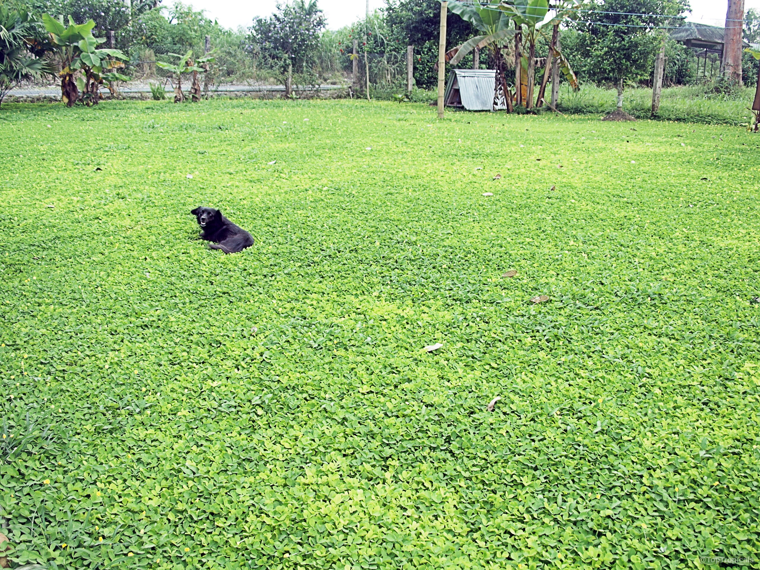 Arachis glabrata (Golden Glory) groundcover spreading across lawn with a small dog resting within green foliage. Arachis glabrata (Golden Glory) green plant covering lawn with small yellow flower dots spread across.