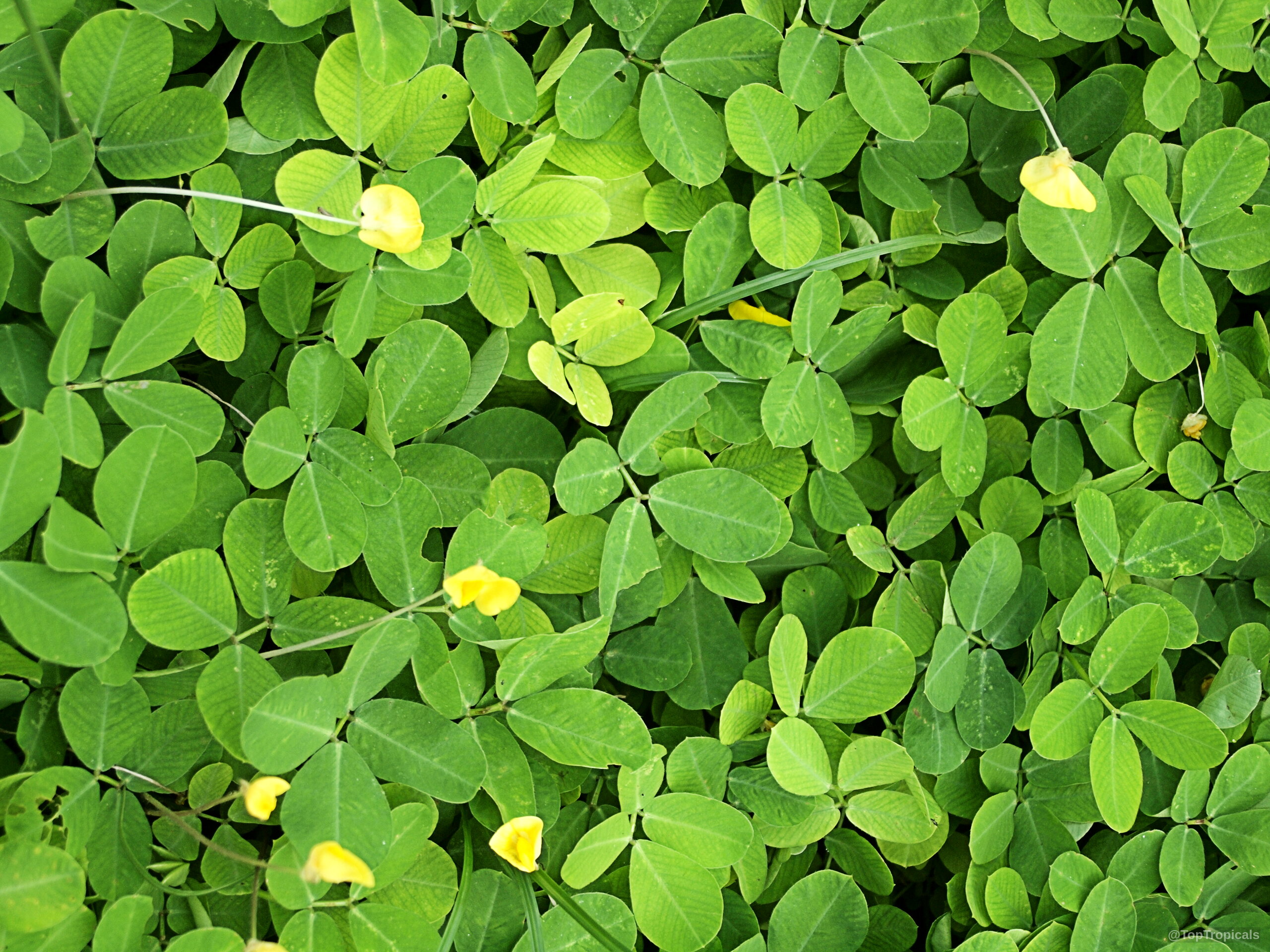 Arachis glabrata (Golden Glory) with yellow flower amidst dense ground cover of rounded green leaves. Arachis glabrata (Golden Glory) yellow flower and green leaves, close up plant top view.
