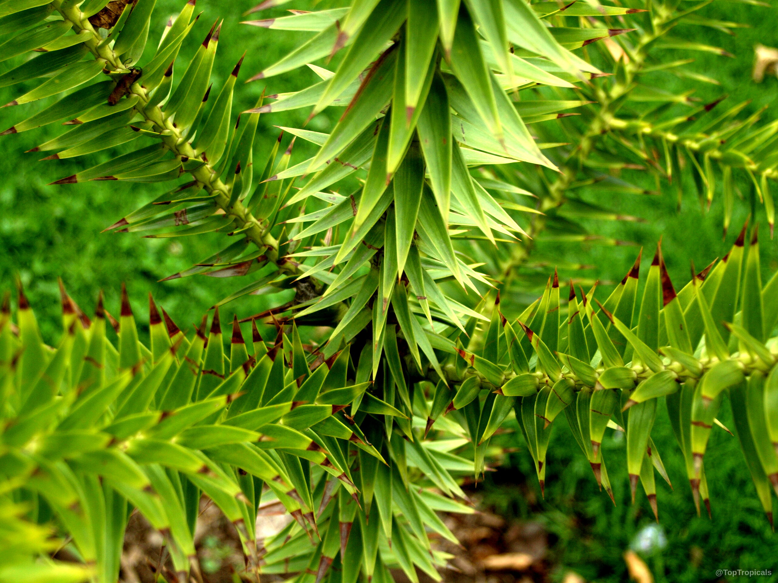 Araucaria araucana (Monkey Puzzle Tree) dense green branch with sharp, stiff, pointed, dark brown tips. Araucaria araucana (Monkey Puzzle Tree) green branch with sharp, stiff, pointed, dark brown tipped leaves.