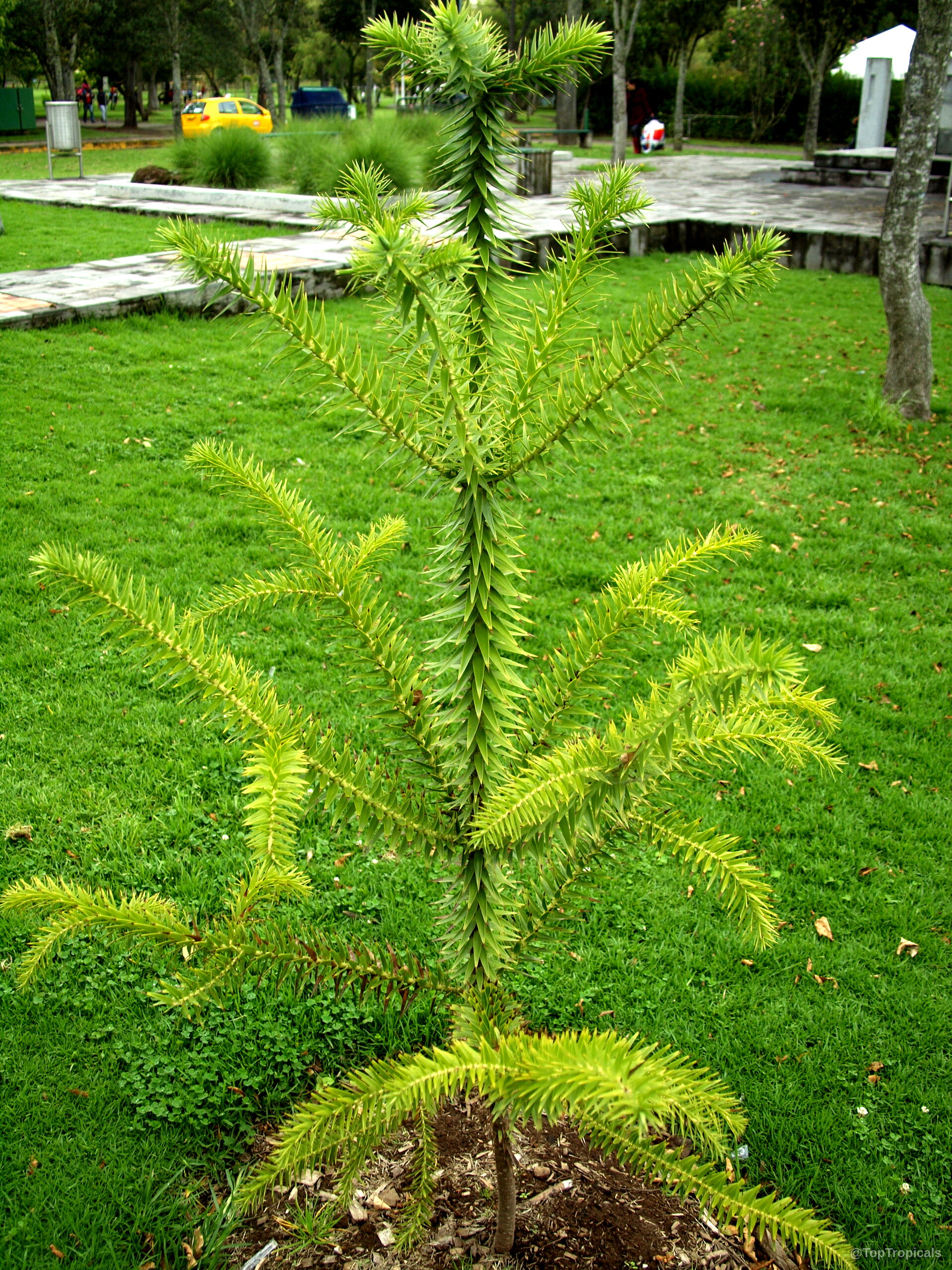 Araucaria araucana (Monkey Puzzle Tree) stands with narrow branches covered in stiff, sharp triangular foliage. Araucaria araucana (Monkey Puzzle Tree) green plant with sharp spiky triangular leaves standing tall.