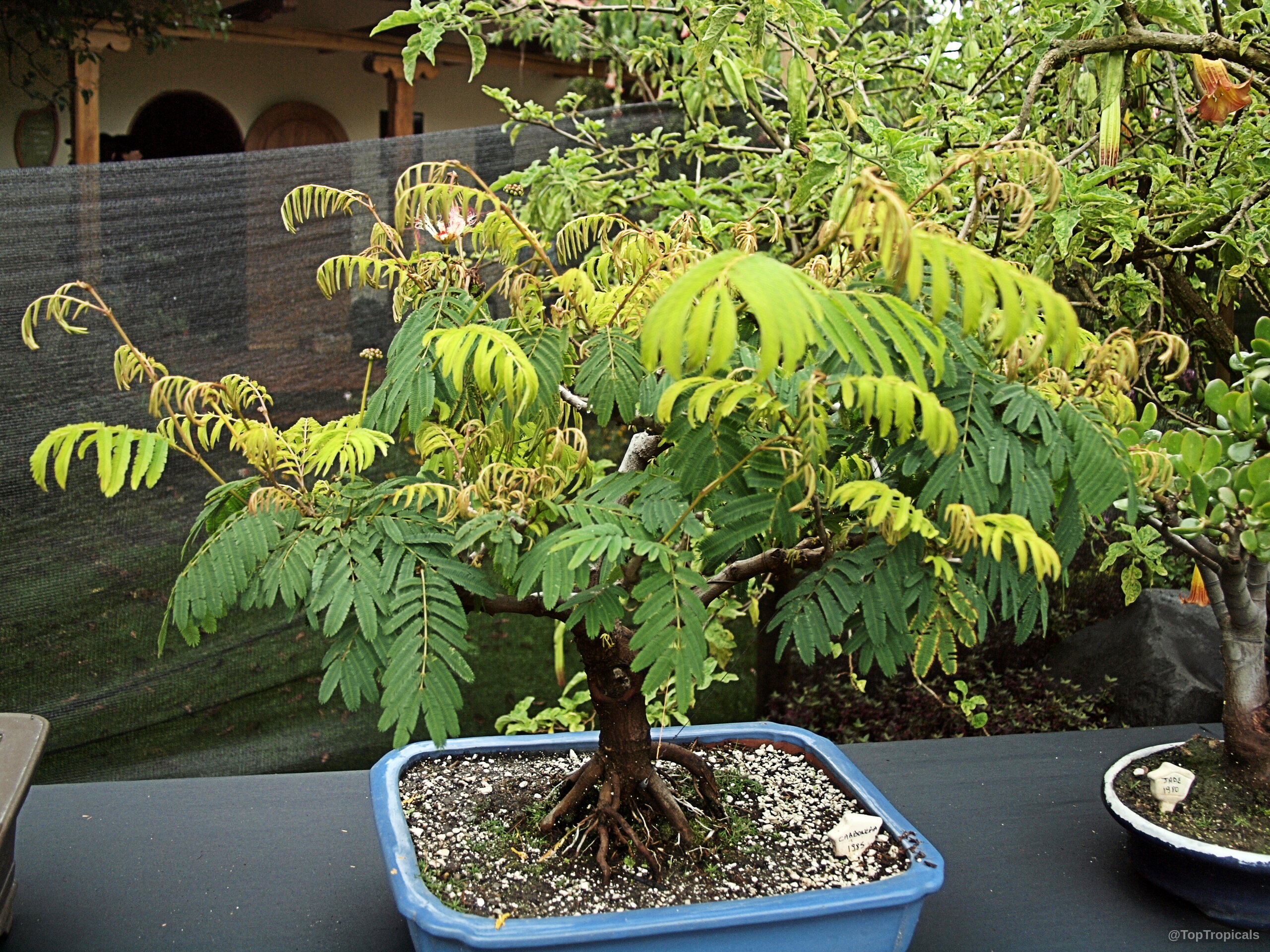 Calliandra sp. (Powder Puff) with green foliage growing in a square blue container. Calliandra sp. (Powder Puff) green leaves on a small tree in a blue container.