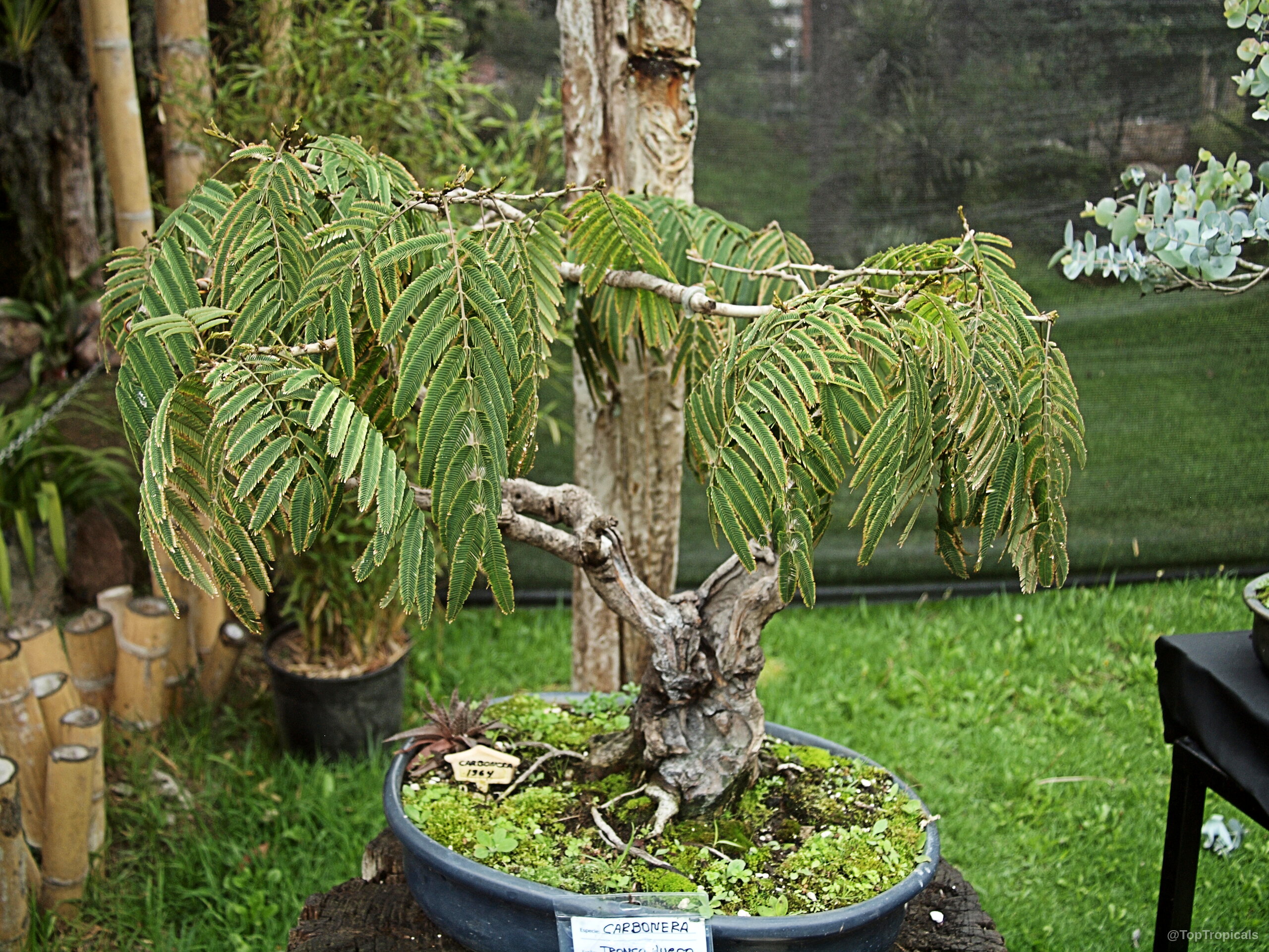 Calliandra sp. (Powder Puff) bonsai with textured brown trunk and weeping green foliage on plate. Calliandra sp. (Powder Puff) green leaves on thick textured trunk inside ceramic bowl