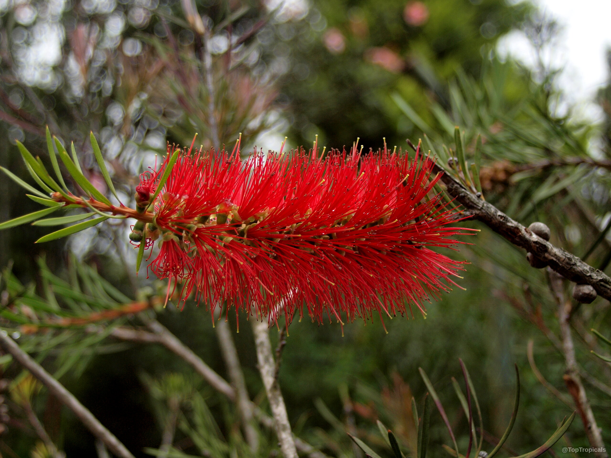 Callistemon sp. (Bottlebrush) with long red flower filaments extending from the woody plant branch stems. Callistemon sp. (Bottlebrush) with red flower in a close up view on thin green leaves.