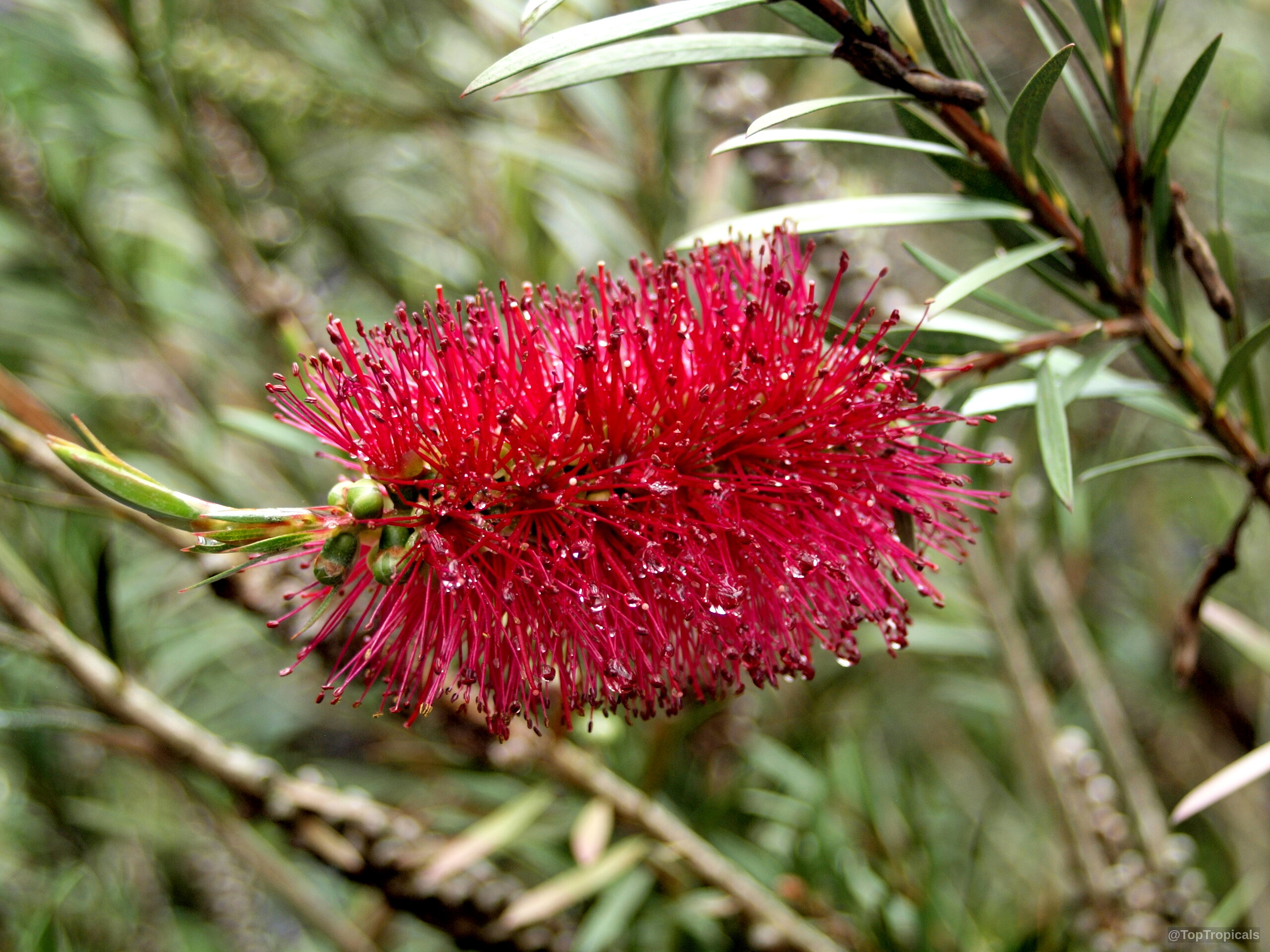 Callistemon viminalis (Bottlebrush) red cylindrical flower spike with fine stamens and small water droplets. Callistemon viminalis (Bottlebrush) red flower, close up on cylindrical spike with many thin stamens.