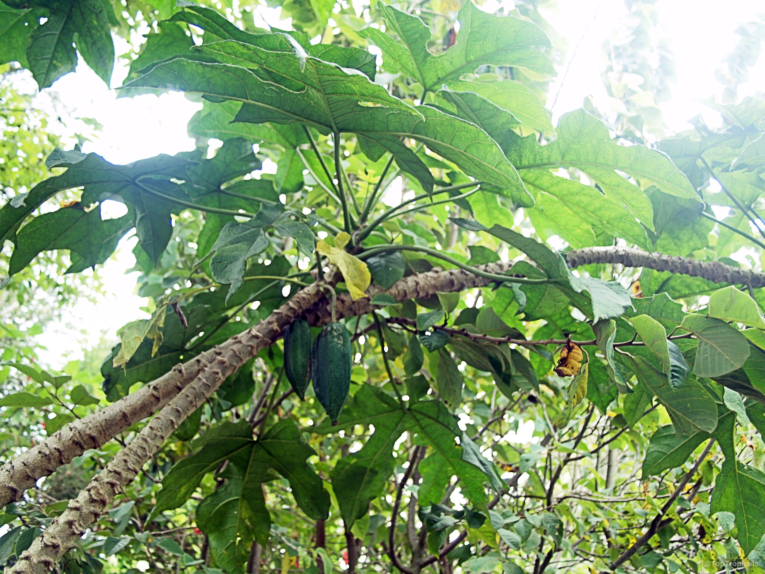 Carica pentagona (Champagne Fruit) bearing green fruit among large lobed green leaves on branches. Carica pentagona (Champagne Fruit) with green fruit hanging from branches on a tree.