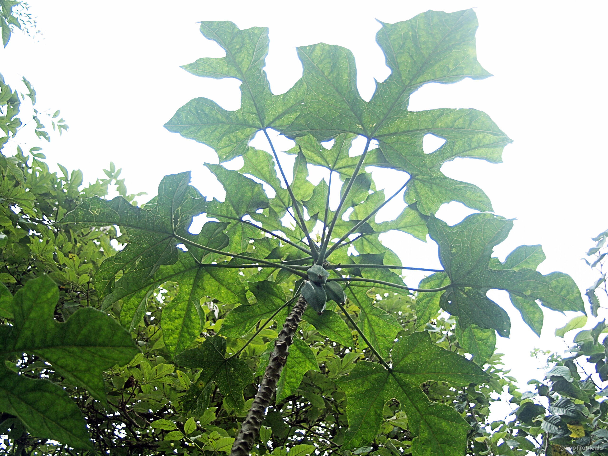 Carica pentagona (Champagne Fruit) showing wide lobed green leaves growing near the top. Carica pentagona (Champagne Fruit) green leaves on a tall slender plant looking upward.
