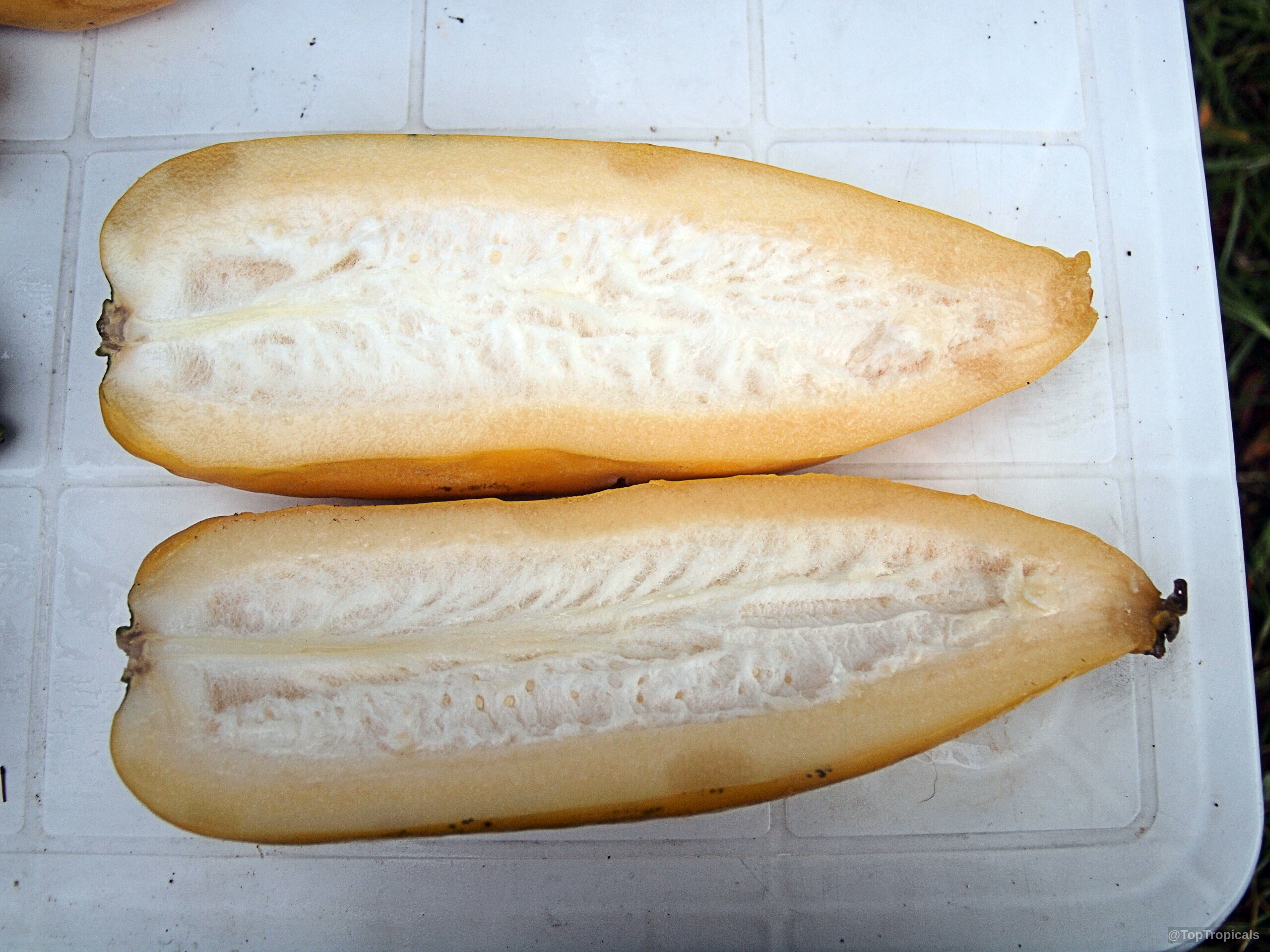 Carica pentagona (Champagne Fruit) halved to reveal the pale flesh resting on a plate. Carica pentagona (Champagne Fruit) orange fruit halves on a plate, close up, clear view.