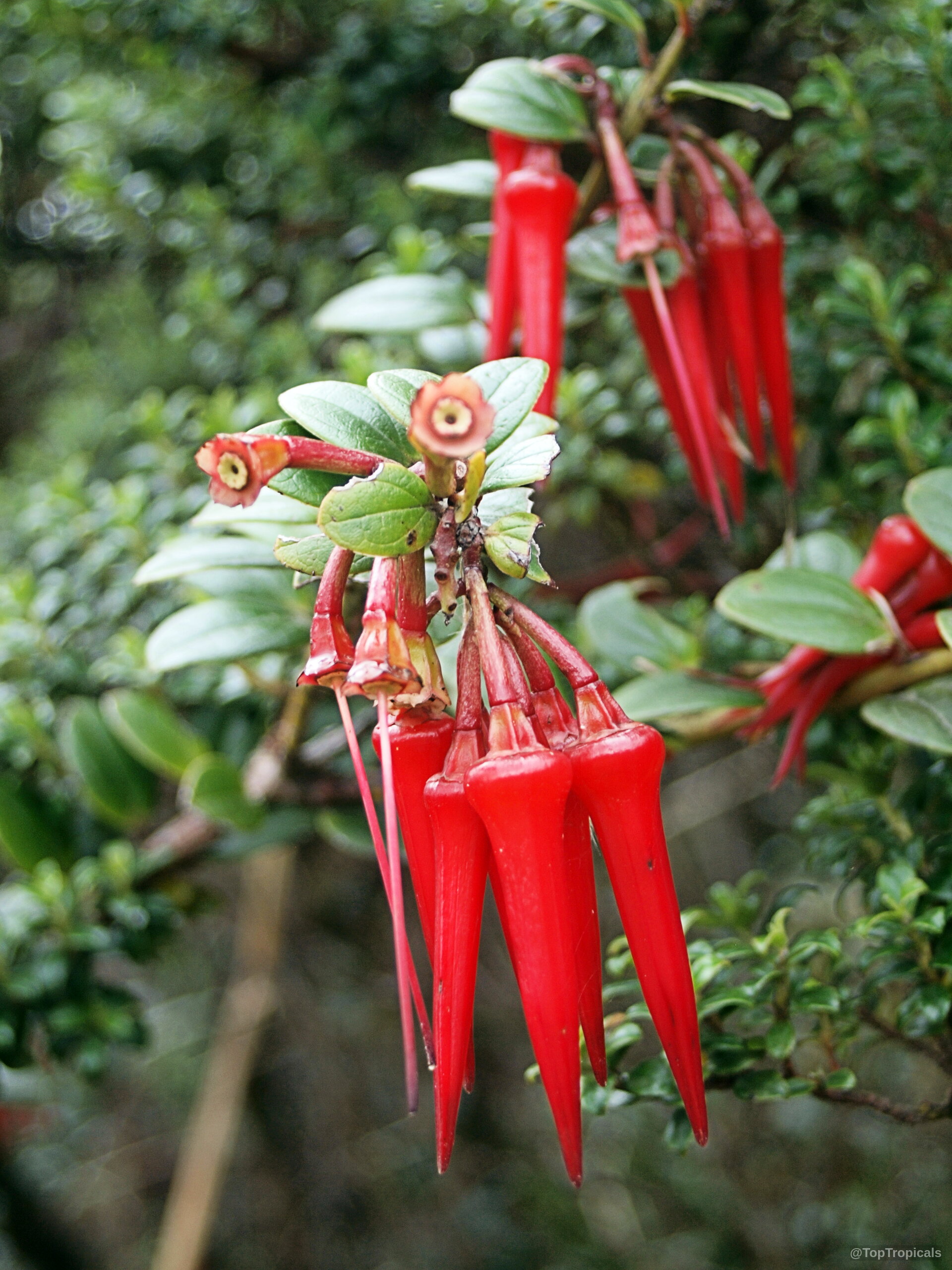 Ceratostema alatum (Ceratostema) | Top Tropicals Plant