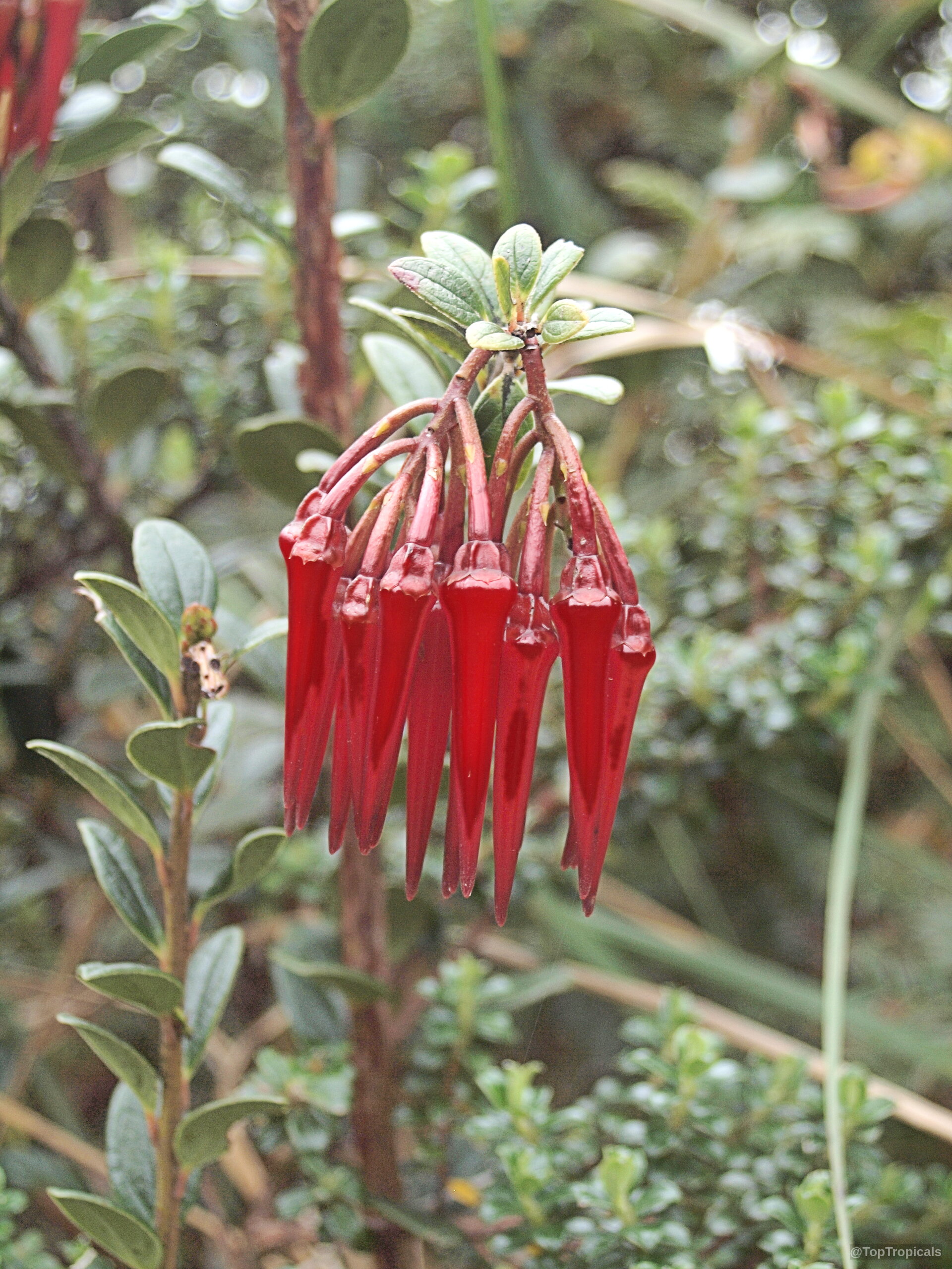 Ceratostema alatum (Ceratostema) | Top Tropicals Plant