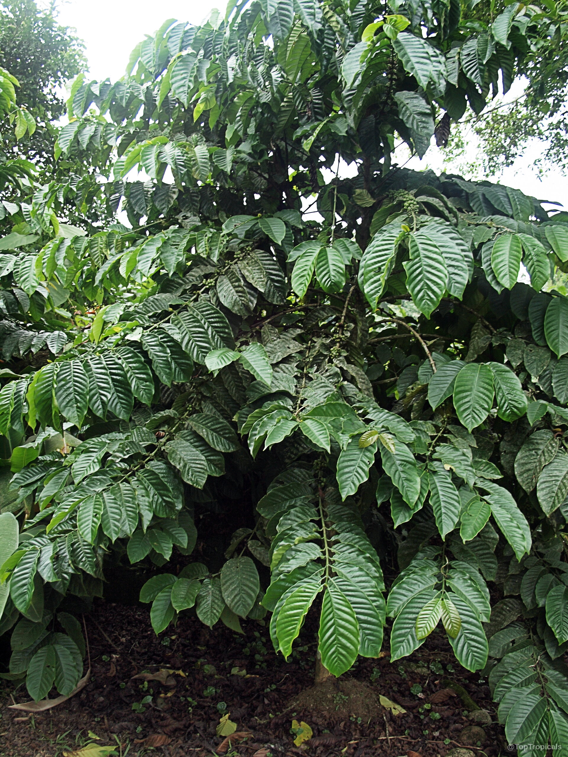 Coffea arabica (Coffee) tree with many oval green leaves covering the branches and dense foliage Coffea arabica (Coffee) green plant with lush foliage and thick branches in tree form