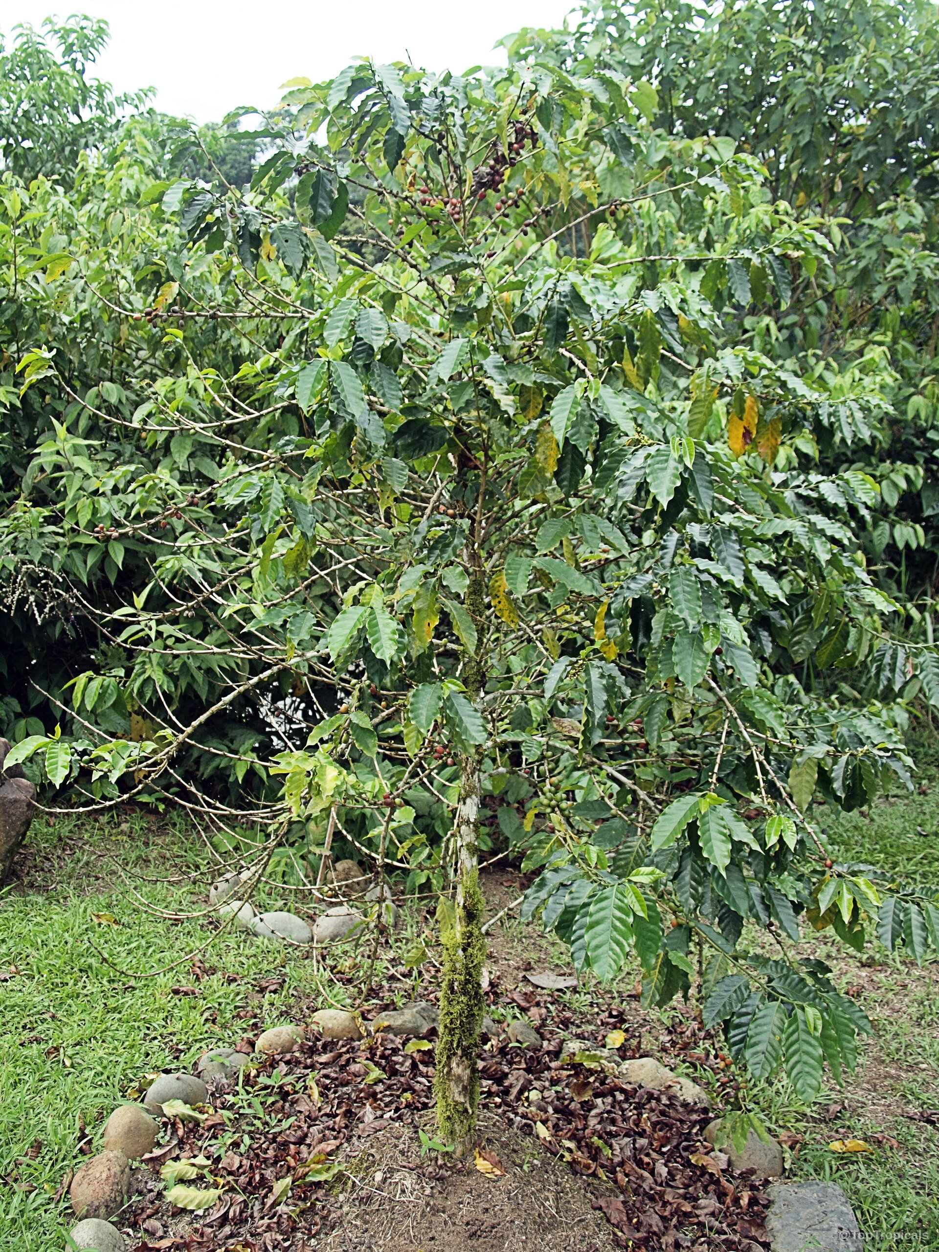 Coffea arabica (Coffee) tree with thick green leaves and small ripening dark fruit on branches. Coffea arabica (Coffee) green plant with small dark fruit growing on thin woody branches.