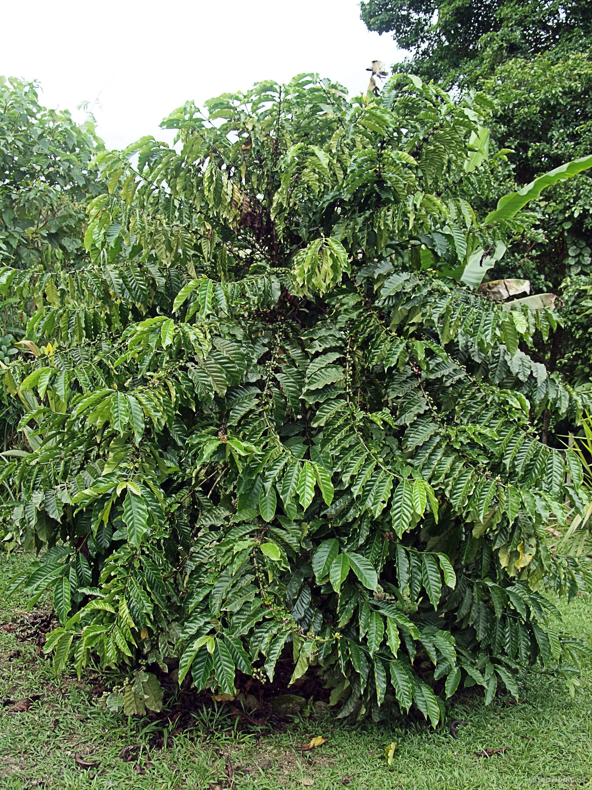 Coffea arabica (Coffee) shrub full of dark green foliage and small developing fruit clusters. Coffea arabica (Coffee) tree with deep green leaves and small ripening fruits on branches.
