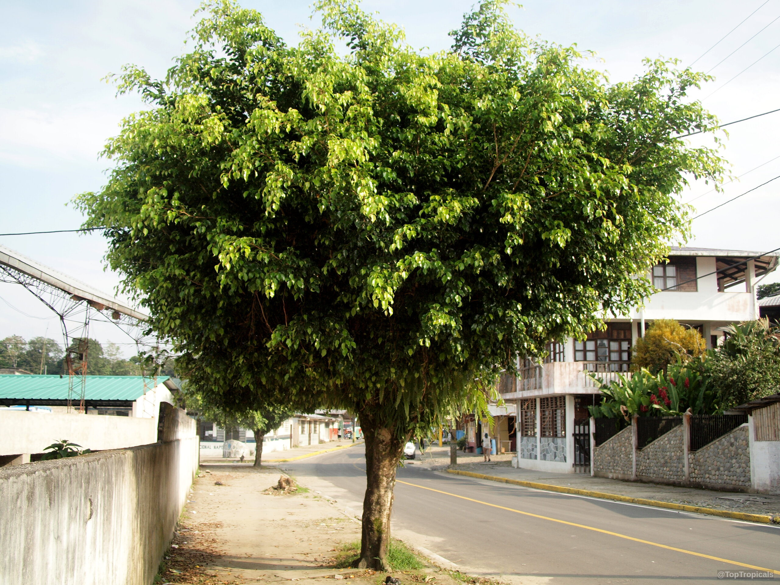 Ficus benjamina (Benjamin Fig) tree with a rounded crown of lush green leaves beside road Ficus benjamina (Benjamin Fig) tree with dense green leaves standing beside a paved road