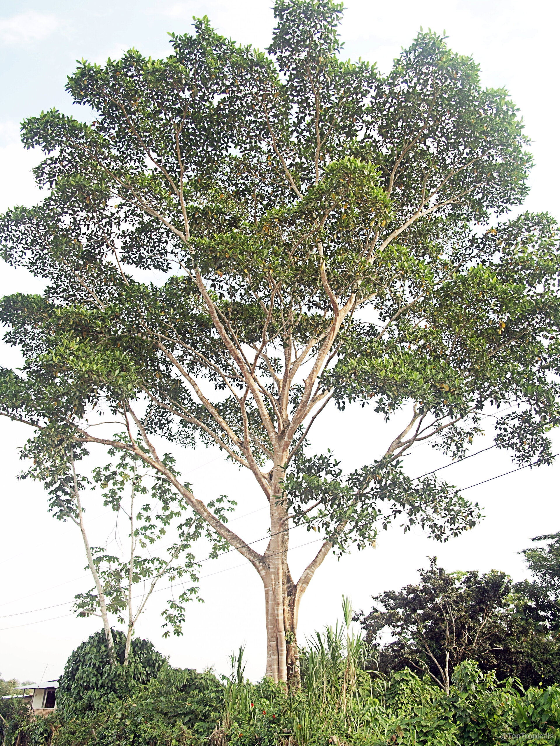 Ficus sp. (Ficus) tall tree with wide canopy of dense green leaves against the sky. Ficus sp. (Ficus) tall tree with green leaves reaching toward the cloudy sky above.