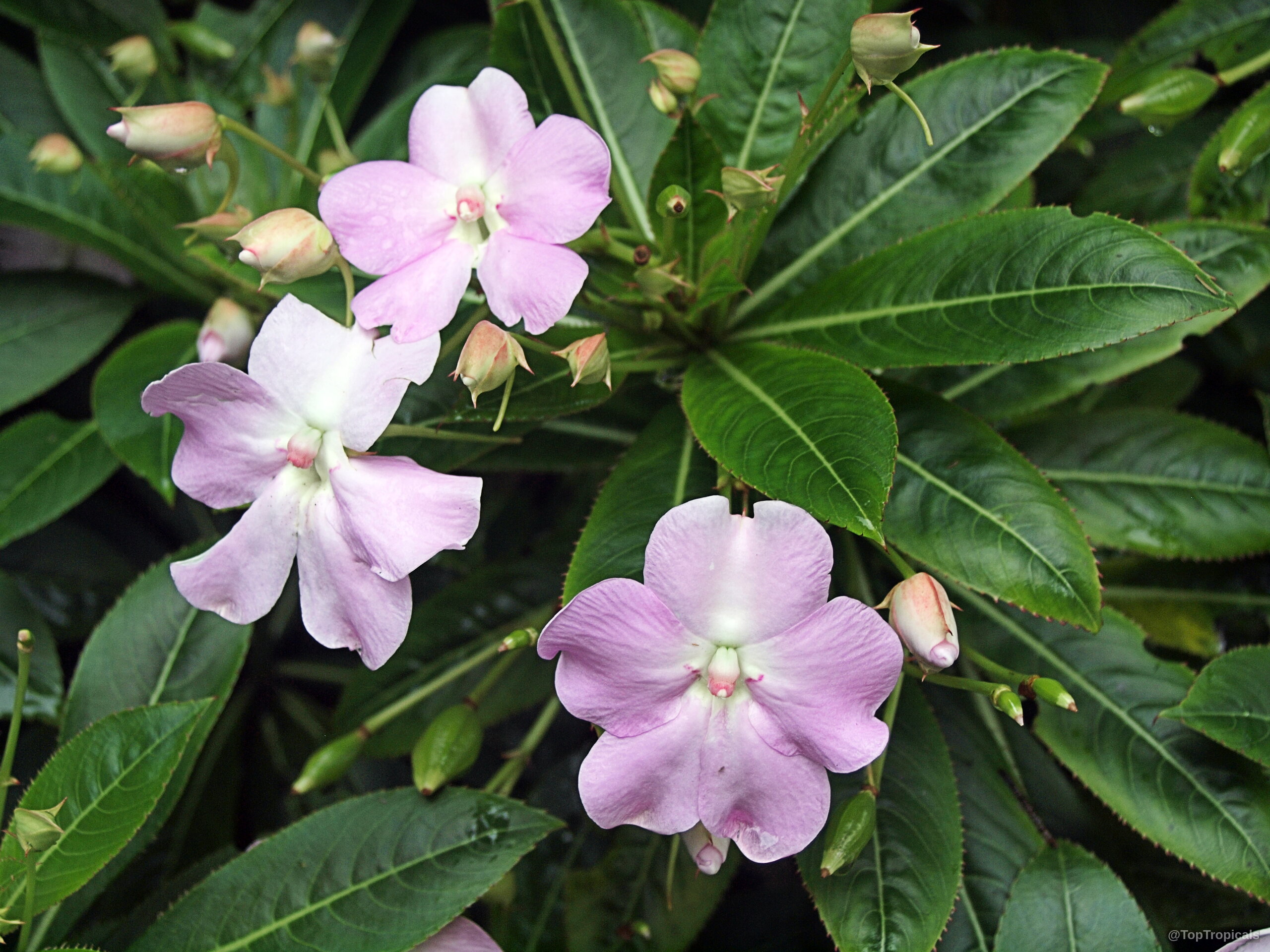 Impatiens x hawkeri (New Guinea Impatiens) soft pink flowers nestled among deep green pointed oval leaves. Impatiens x hawkeri (New Guinea Impatiens) soft pink flower close up on green leaf plant