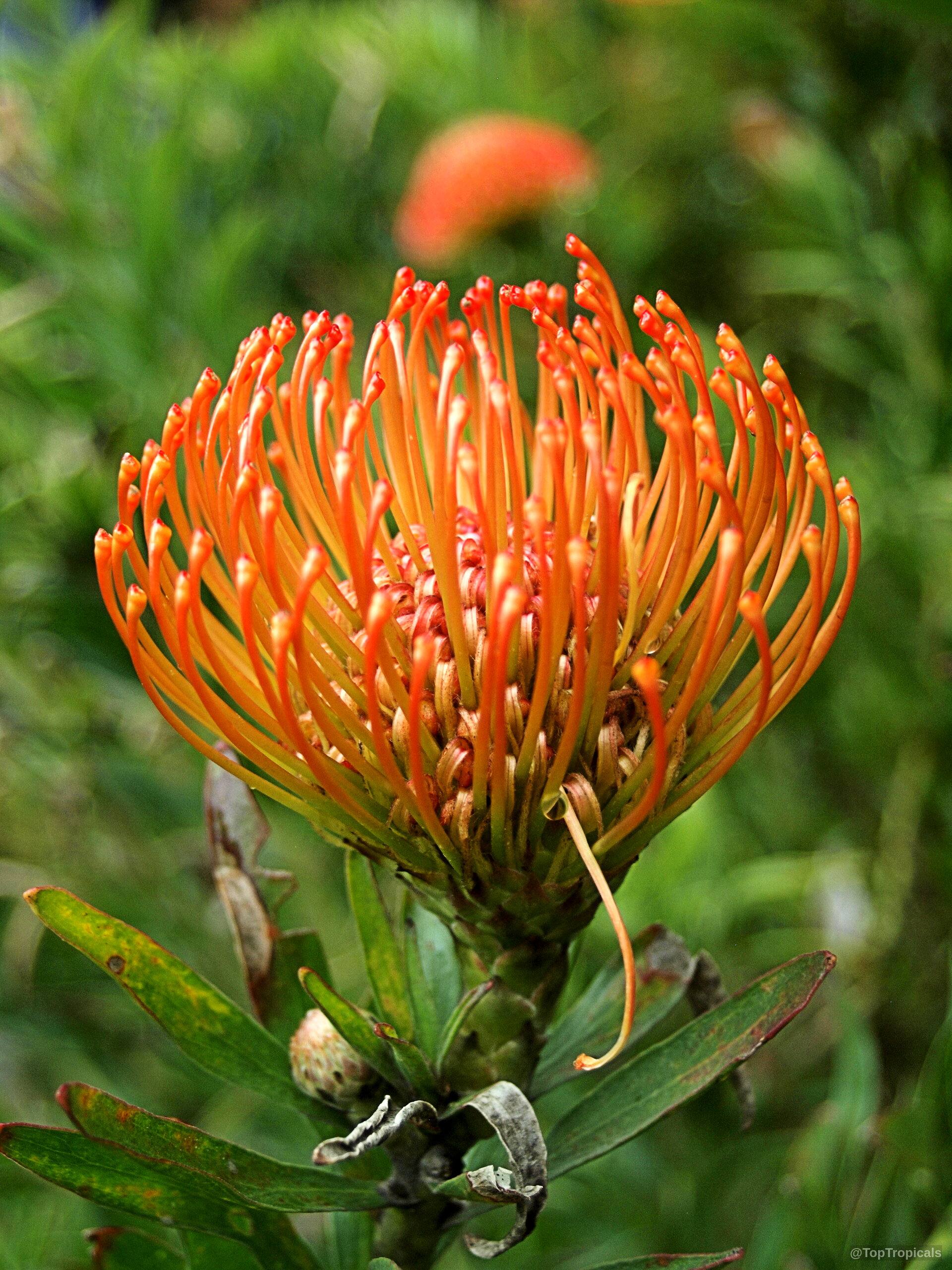 Leucospermum sp. (Pincushion) orange flower with long curved styles rising from a compact center. Leucospermum sp. (Pincushion) orange flower close up against blurred green leaves, natural light.