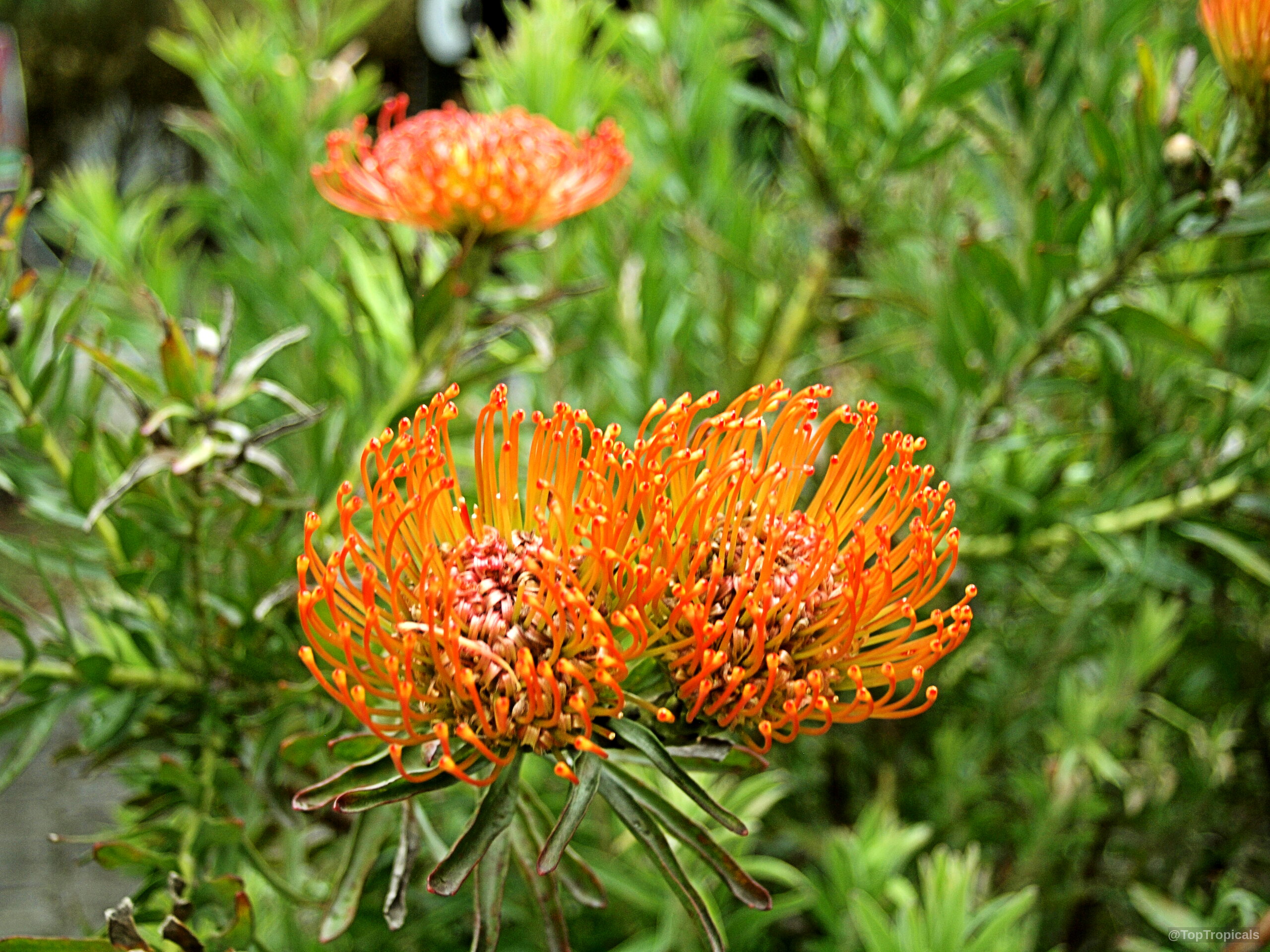 Leucospermum sp. (Pincushion) orange flower with slender curved styles and thick green serrated foliage. Leucospermum sp. (Pincushion) orange flower close up with green leaves in the background.