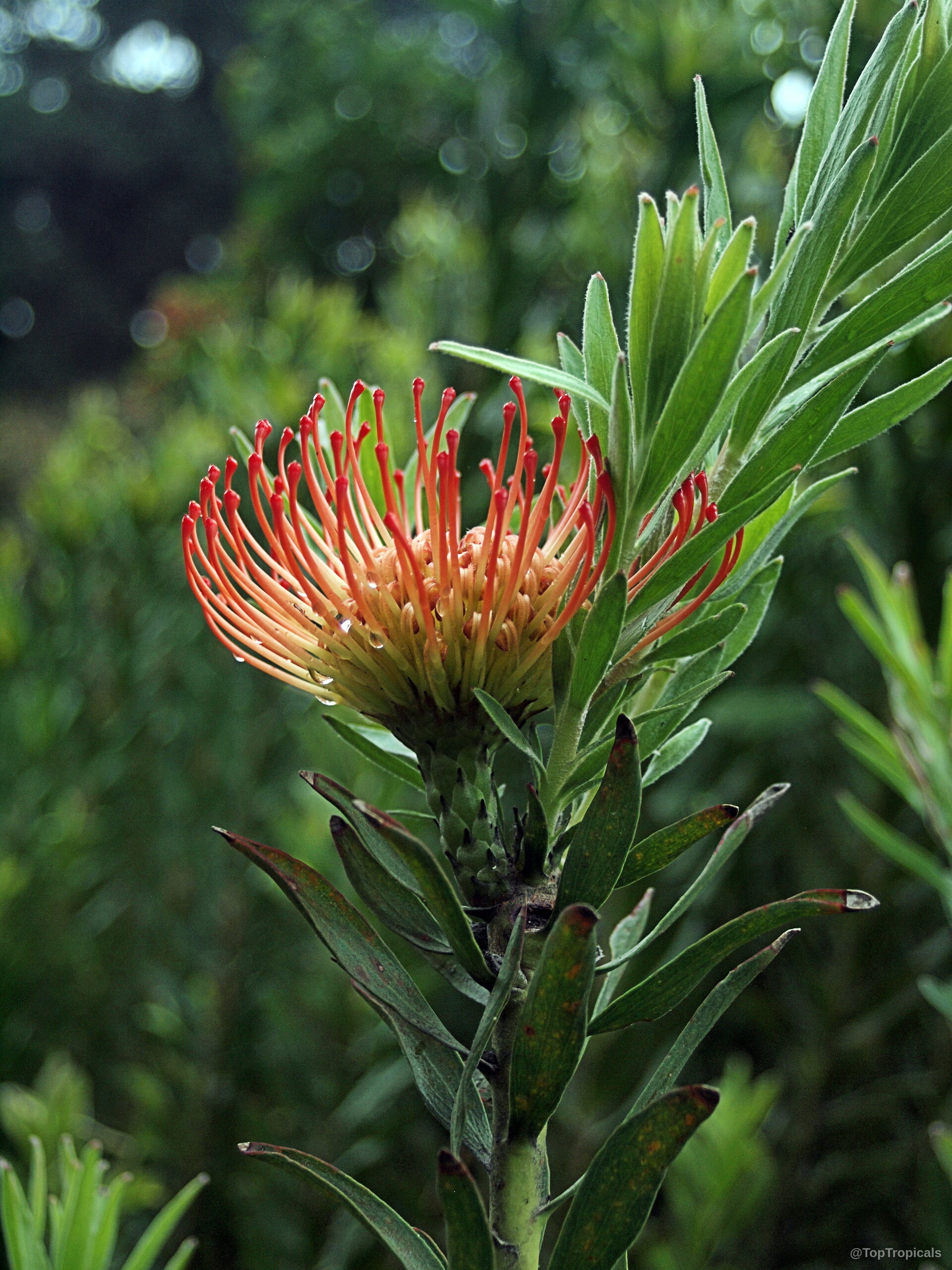 Leucospermum sp. (Pincushion) orange flower with slender curved styles and thick serrated green foliage. Leucospermum sp. (Pincushion) orange flower close up with green leaves on the stem.