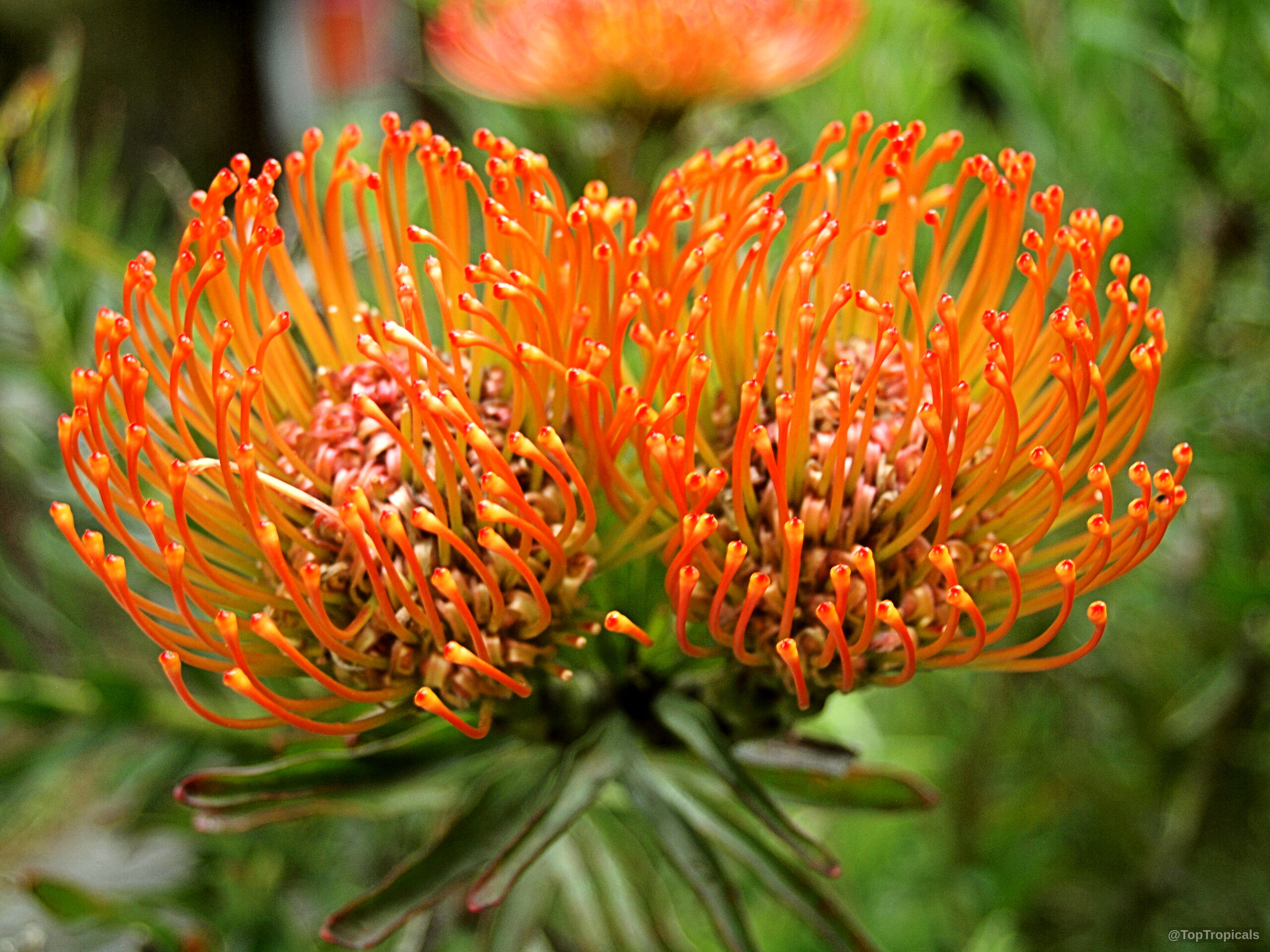 Leucospermum sp. (Pincushion) orange flower with many thin curved styles and deep green thick leaves. Leucospermum sp. (Pincushion) orange flower close up with many thin curved styles and green leaves.