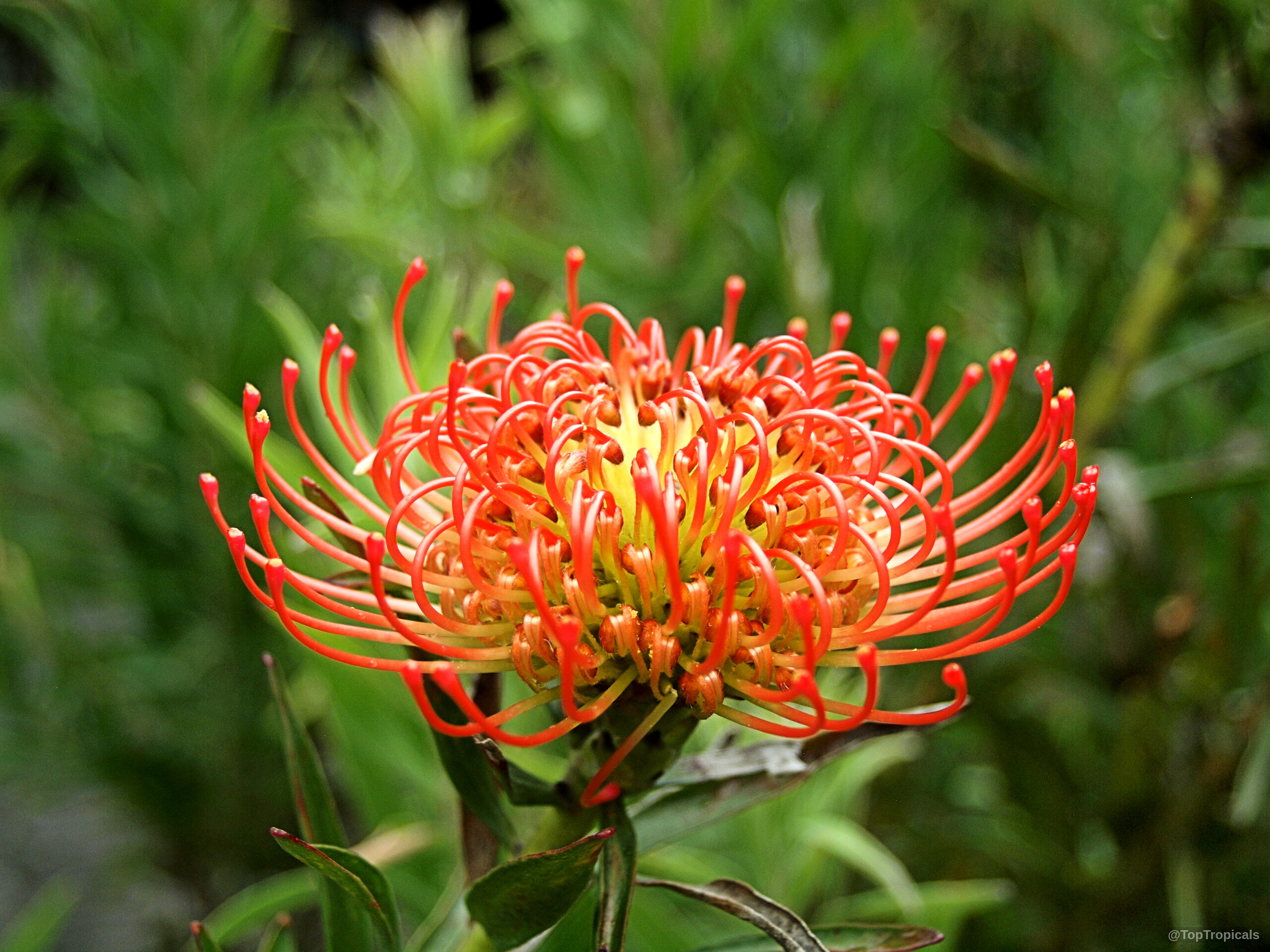 Leucospermum sp. (Pincushion) orange flower with unique curved styles growing on a stiff green stem Leucospermum sp. (Pincushion) orange flower close up showing needle like curved styles with yellow center