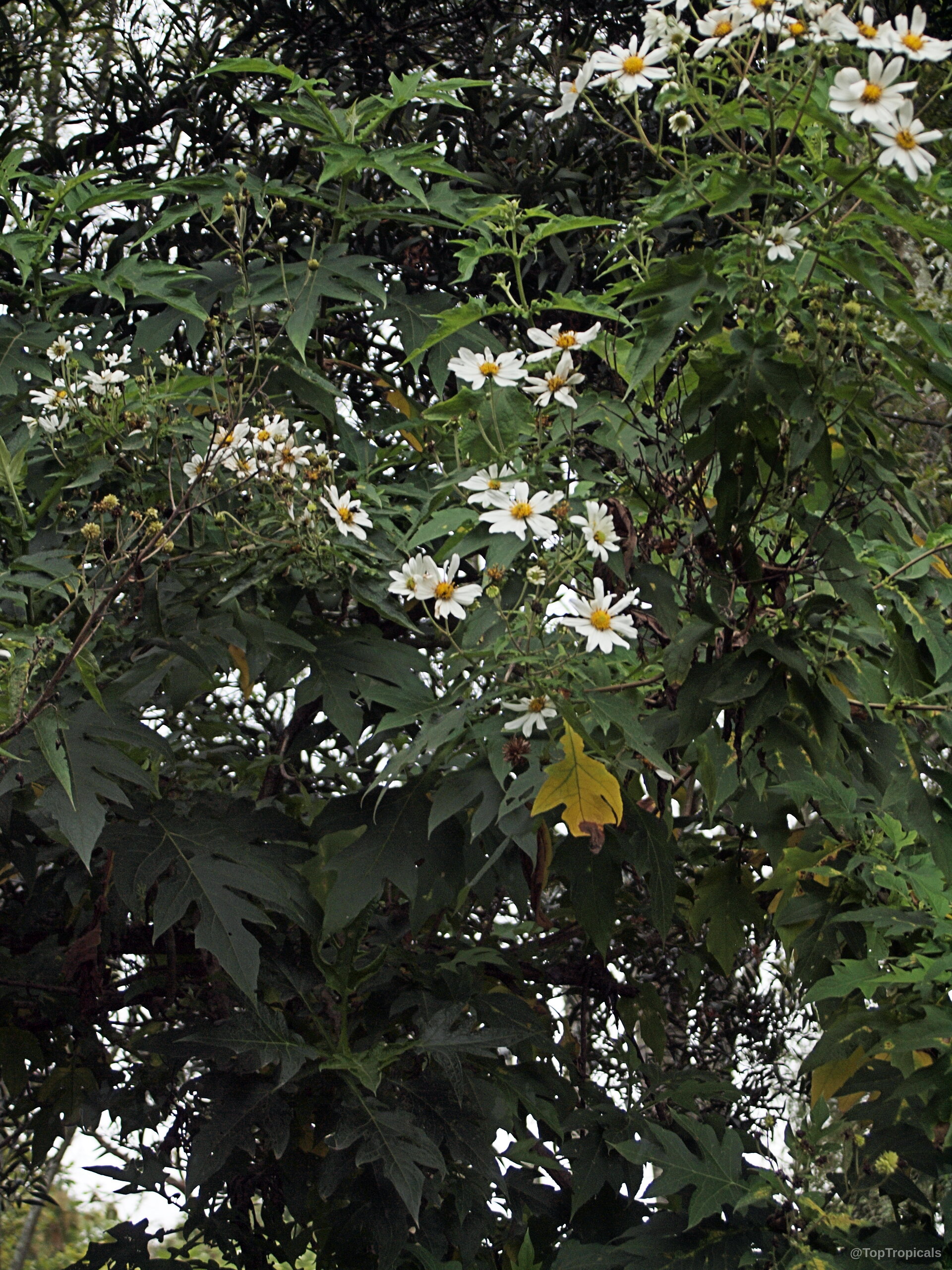 Montanoa grandiflora (Daisy Tree) white flower clusters spread across the green foliage on the tree. Montanoa grandiflora (Daisy Tree) white flower clusters with deep green serrated leaves on branches.