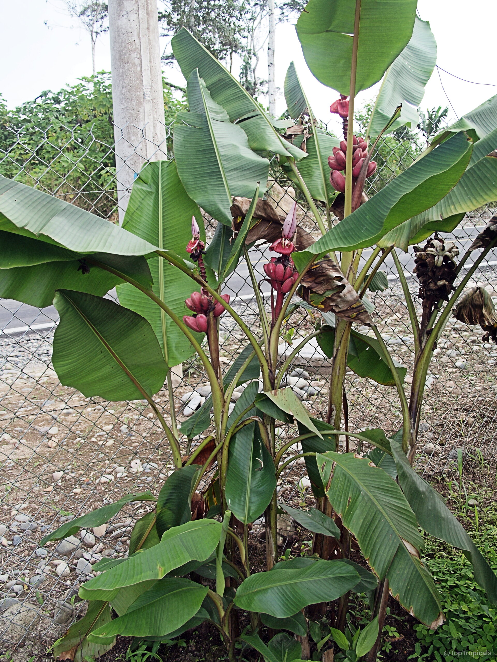 Musa velutina (Hairy Banana) showing pink fruit clusters and broad green leaves on the stalks. Musa velutina (Hairy Banana) with pink fruit and large green leaves on a plant