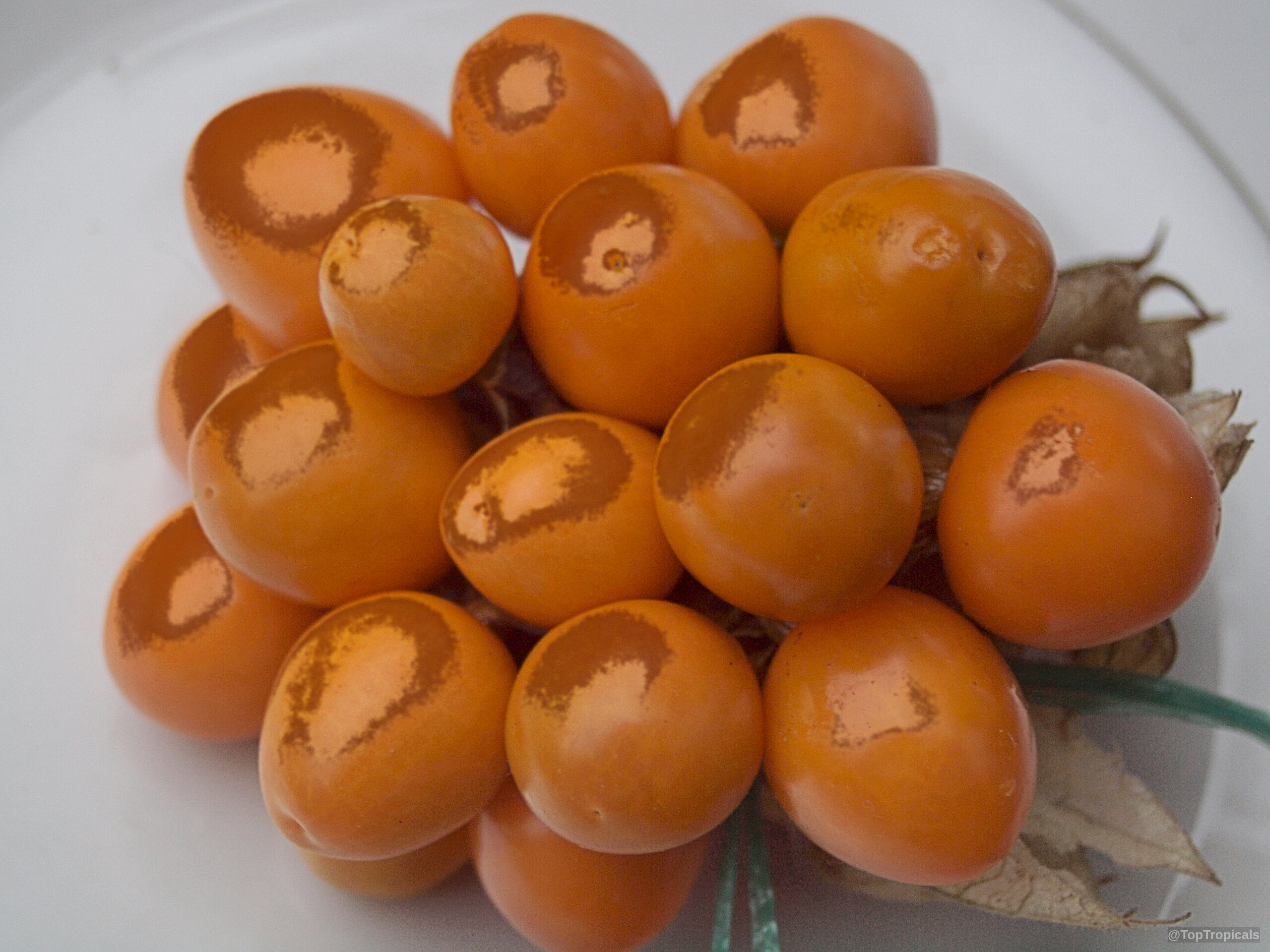 Physalis sp. (Ground Cherry) orange fruit gathered on a plate with thin, dry, papery outer husks. Physalis sp. (Ground Cherry) orange fruit in close up on a plate with dry husks.