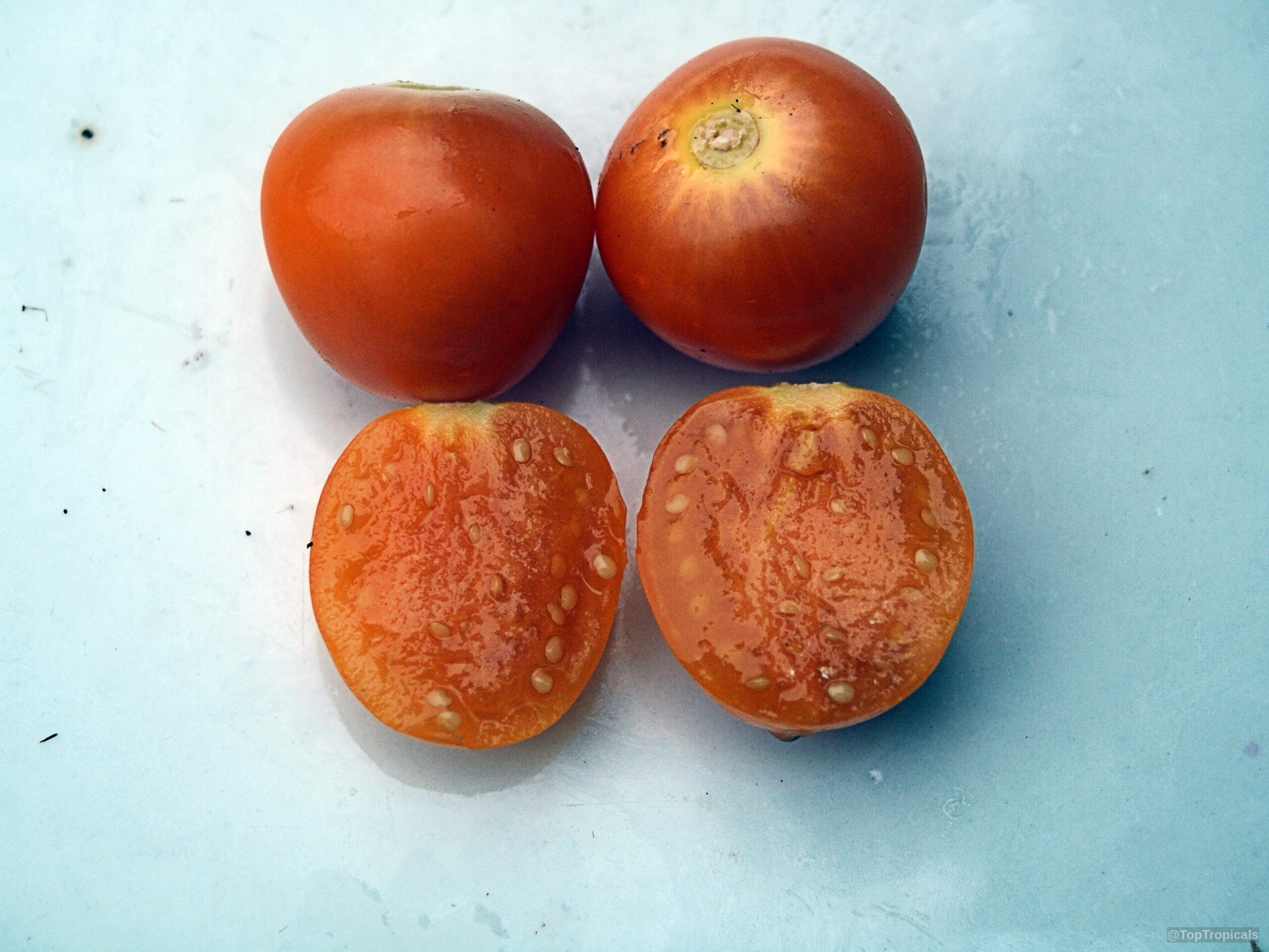 Physalis sp. (Ground Cherry) whole and sliced orange fruit sitting on a white flat surface. Physalis sp. (Ground Cherry) orange fruit close up sitting on a plate for better inspection.