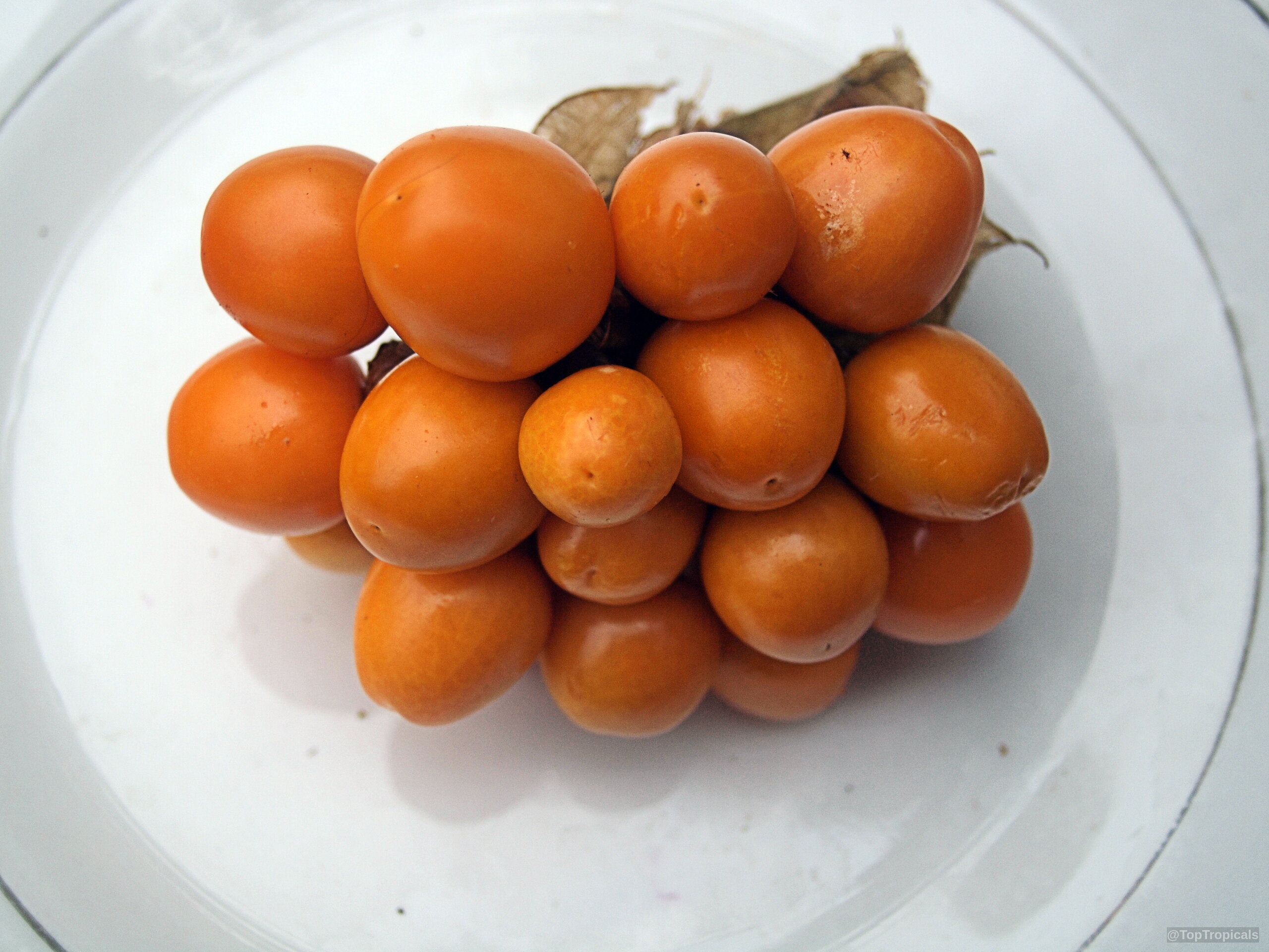 Physalis sp. (Ground Cherry) with multiple round orange fruit resting on a plate. Physalis sp. (Ground Cherry) orange fruit close up sitting on a plate.