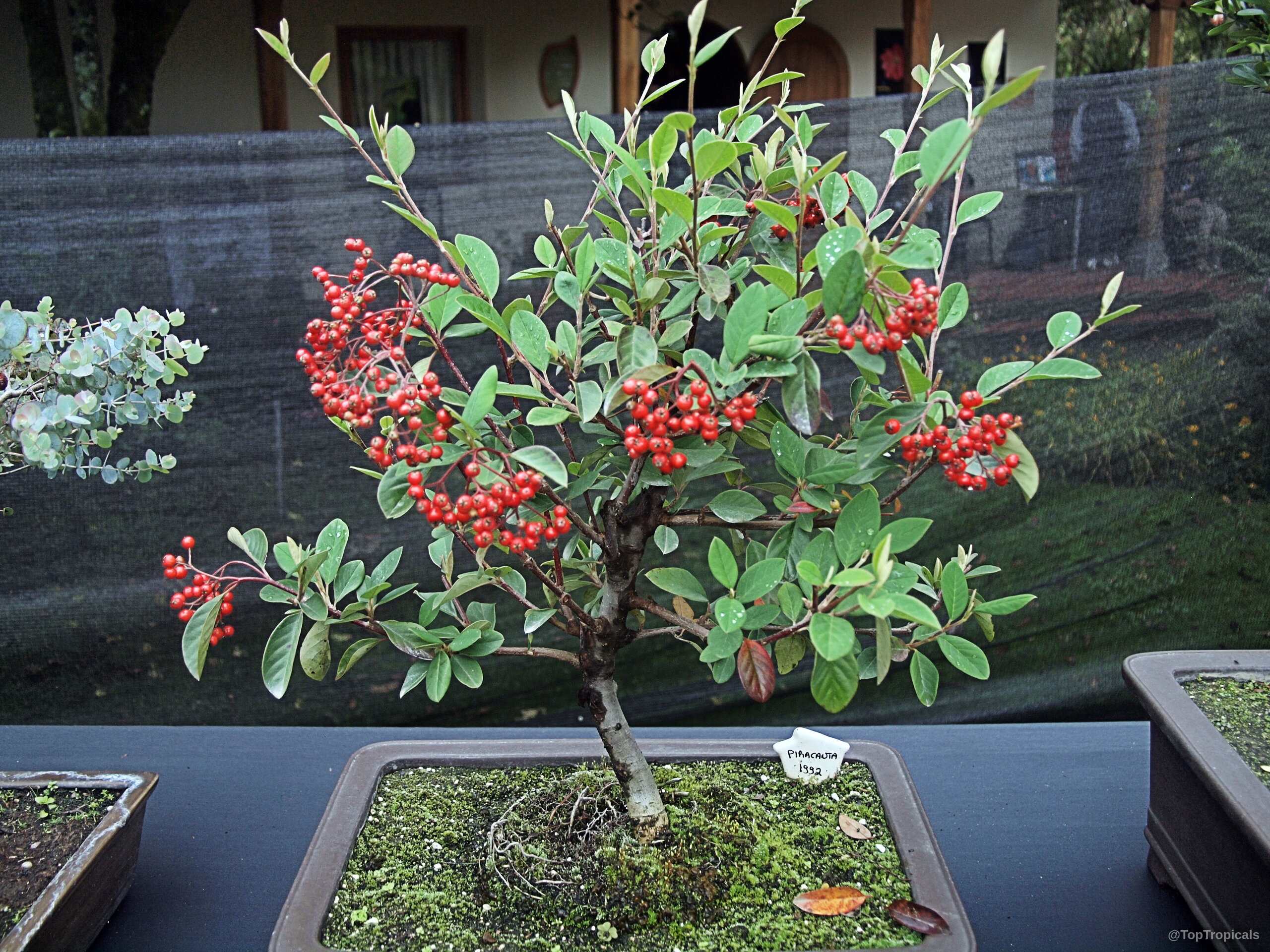 Pyracantha sp. (Firethorn) bonsai with small red fruit and deep green foliage in a pot. Pyracantha sp. (Firethorn) bonsai with clusters of red fruit and green leaves on table.