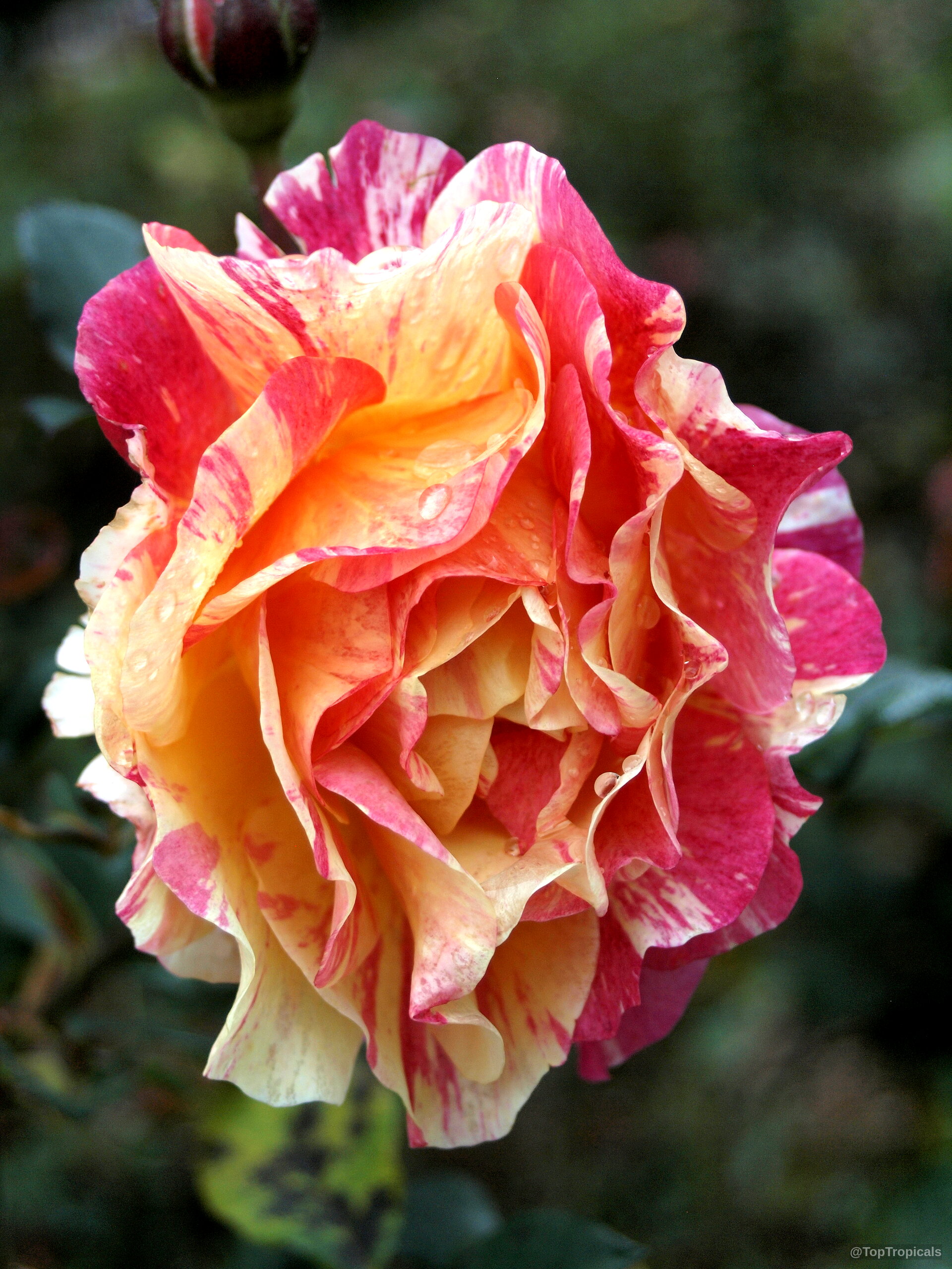 Rosa sp. (Rose) 'Double Flower' showing pink and yellow petals with water droplets Rosa sp. (Rose) 'Double Flower' pink yellow flower close up