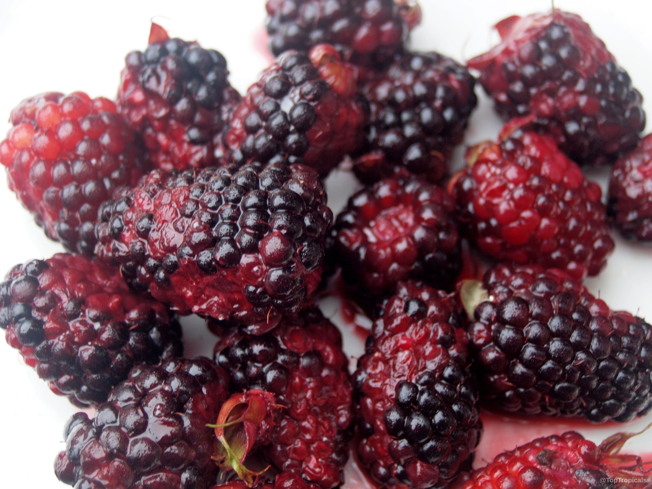 Rubus sp. (Brazos Blackberry) fruit piled on a plate with dark, juice stained textured skins. Rubus sp. (Brazos Blackberry) deep black and dark red fruit, close up on a plate.