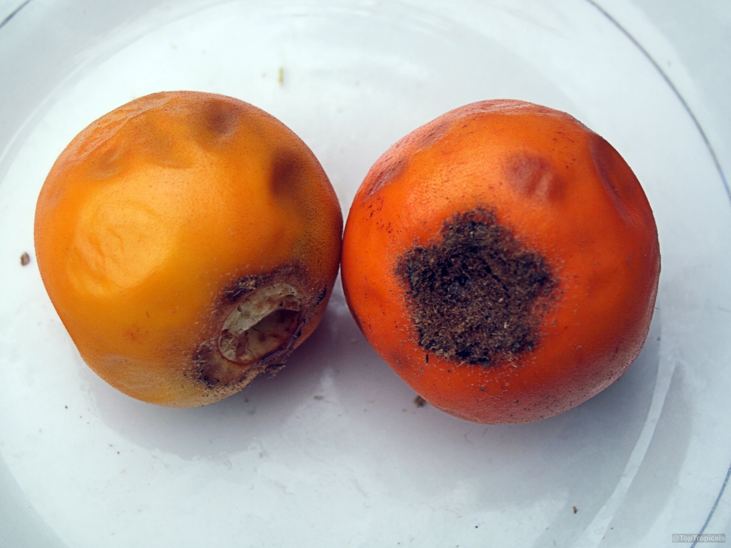 Solanum quitoense (Naranjilla) orange fruit on a plate, round with rough brown spots. Solanum quitoense (Naranjilla) orange fruit, close up, sitting on a plate.