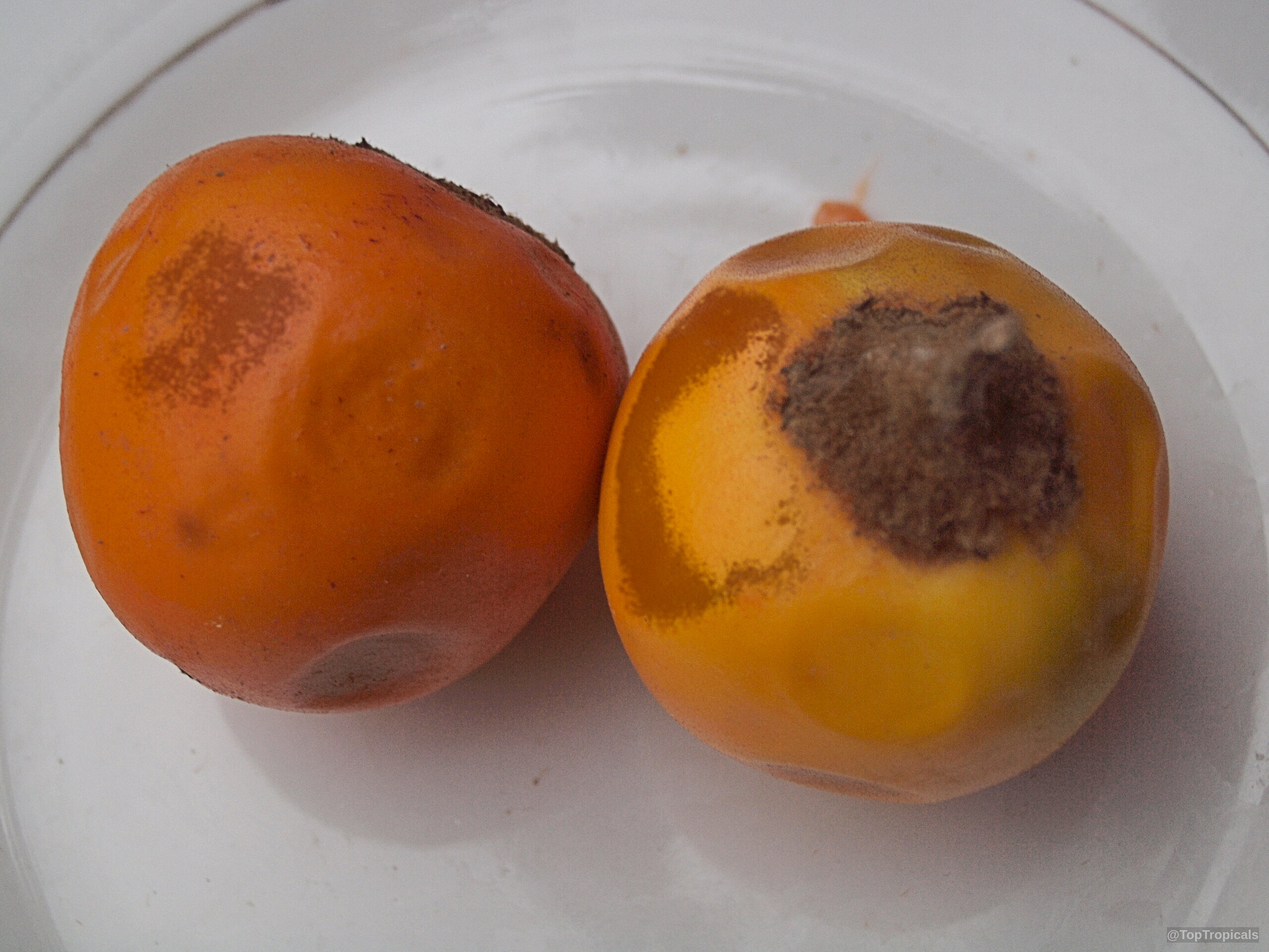 Solanum quitoense (Naranjilla) orange fruit on a plate with smooth skins and brown stems. Solanum quitoense (Naranjilla) orange fruit, close up, sitting together on a plate.