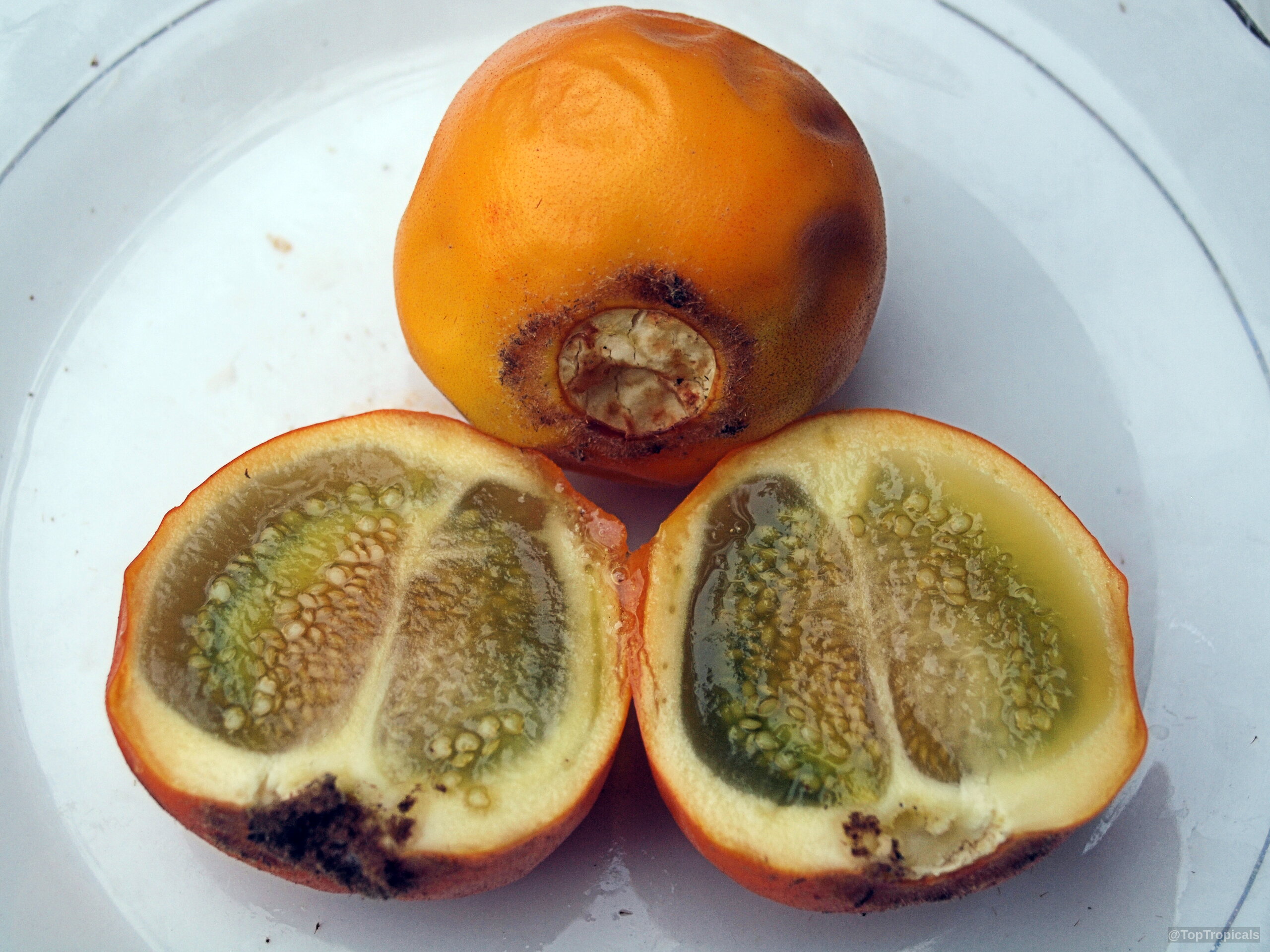 Solanum quitoense (Naranjilla) orange fruit halves and whole fruit resting on a plate. Solanum quitoense (Naranjilla) orange fruit close up on a white plate.
