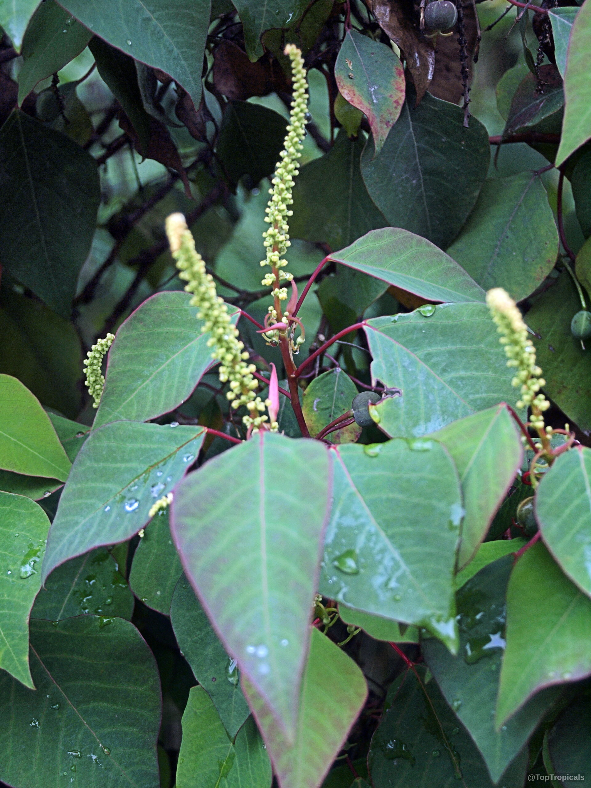 Triadica sp. (Sapium) with narrow yellow flower spikes rising above oval green leaves with red edges Triadica sp. (Sapium) yellow flower spikes and oval green leaves with red edges close up