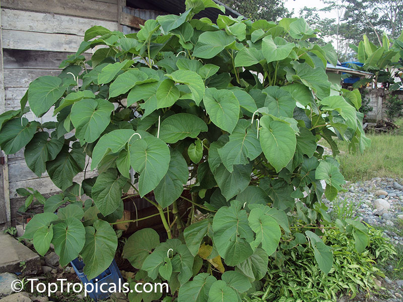 Piper auritum, Root Beer Plant, Mexican Pepperleaf, Hoja Santa , Veracruz Pepper, False Kava-Kava, Sacred Pepper