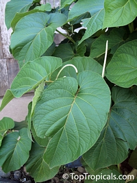 Piper auritum, Root Beer Plant, Mexican Pepperleaf, Hoja Santa , Veracruz Pepper, False Kava-Kava, Sacred Pepper