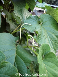 Piper auritum, Root Beer Plant, Mexican Pepperleaf, Hoja Santa , Veracruz Pepper, False Kava-Kava, Sacred Pepper

Click to see full-size image