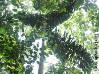 Socratea exorrhiza, Walking Palm, Cashapona

Click to see full-size image