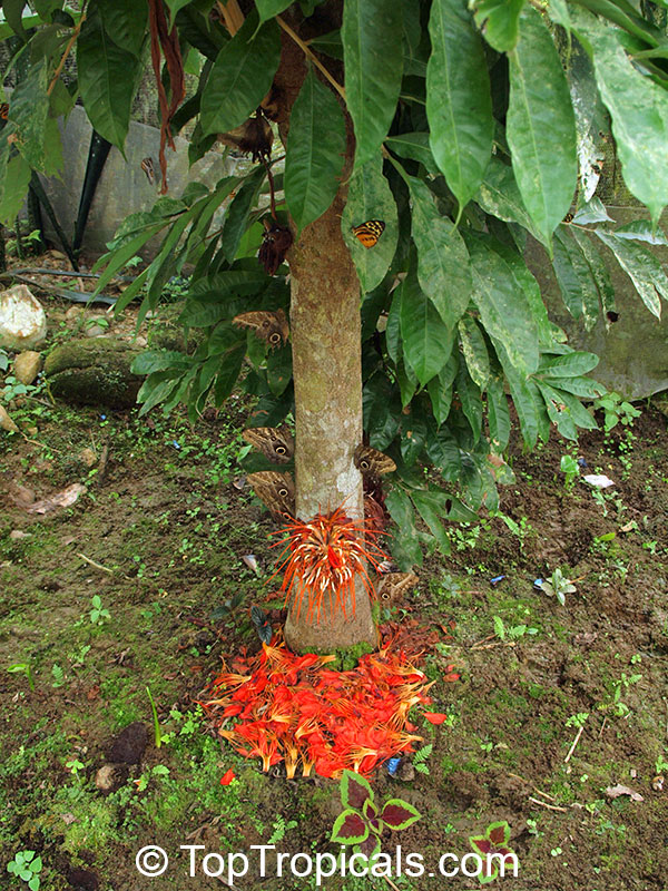 Brownea macrophylla, Panama Flame Tree, Rose of Venezuela 
