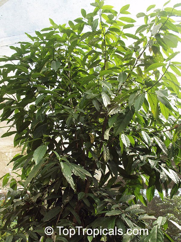 Bunchosia glandulifera (?), Wild Peanut Tree