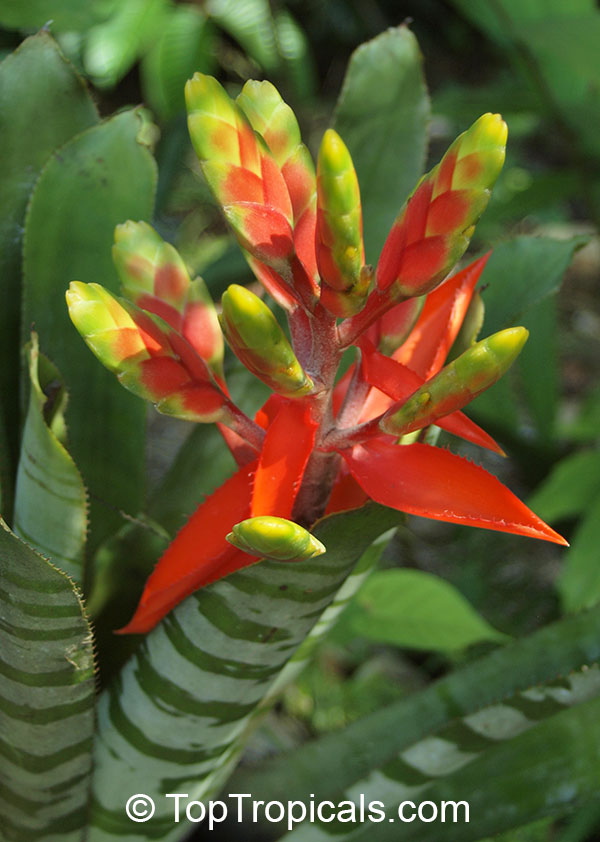 Aechmea sp., Bromeliad. Aechmea chantinii