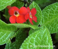 Episcia sp., Flame Violet

Click to see full-size image