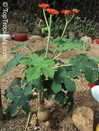 Jatropha podagrica, Gout Plant, Gout Stick, Buddha Belly, Guatemala Rhubarb, Tartogo

Click to see full-size image