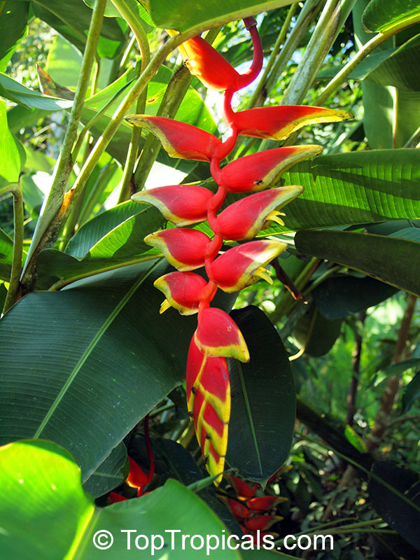 Heliconia rostrata - seeds